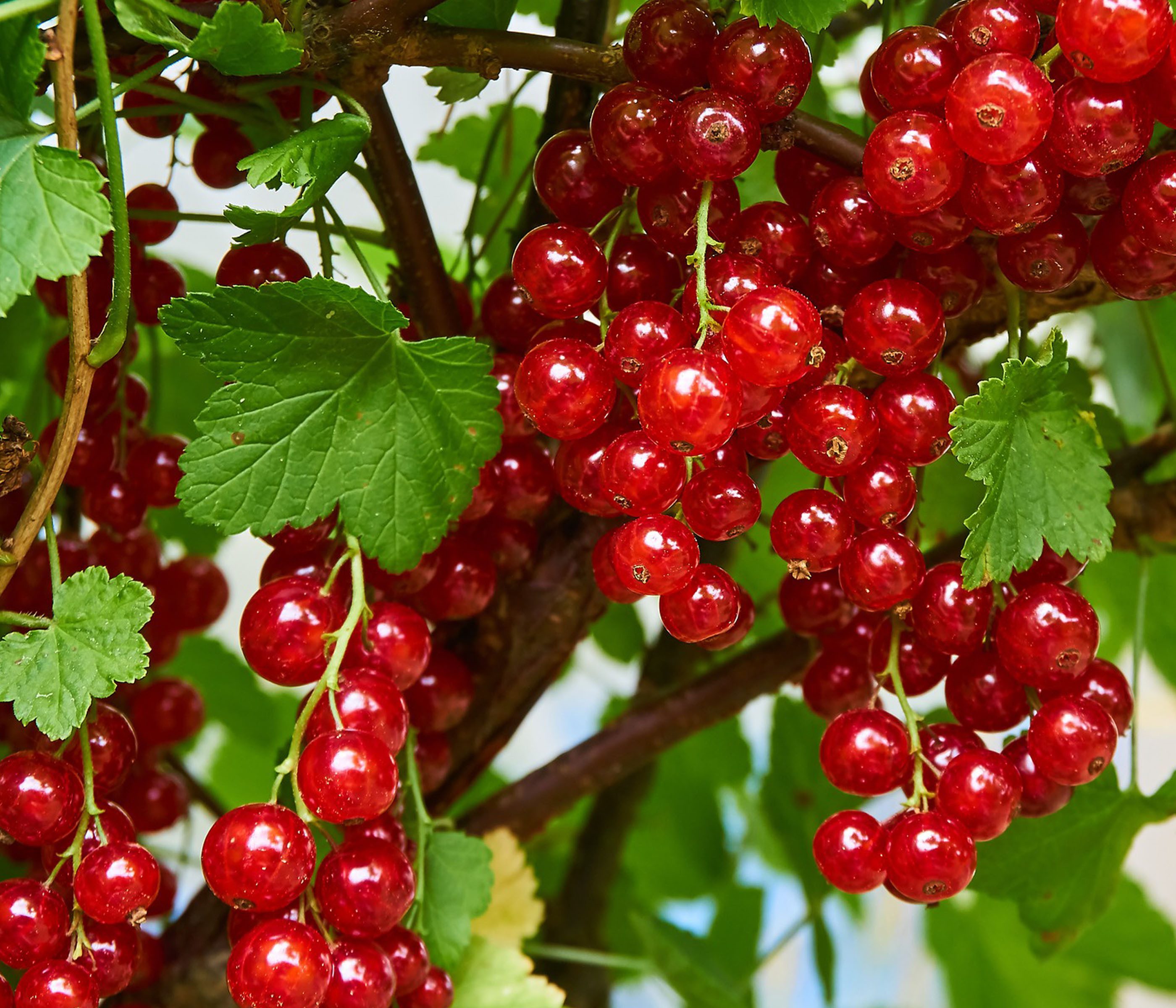 Dehner Obstpflanze Johannisbeere Jonkheer van Tets, Ribes rubrum, rote Beeren, mehrjähriger Beerenstrauch mit langtraubigen Früchten