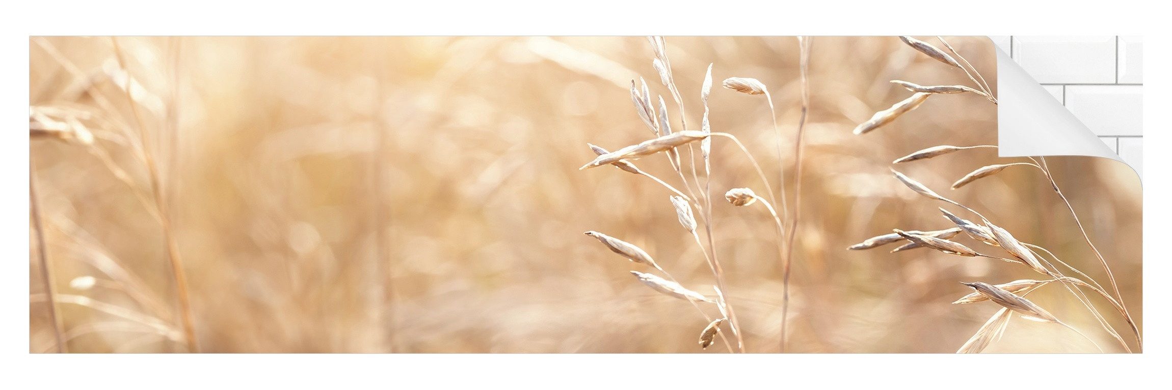 Bilderdepot24 Badrückwand beige fugenlose Wandverkleidung Bad Landhaus, (Hartfolie matt » Selbstklebend SMART 0,35 mm), wasserfestes Wandpaneel Gräser Sonnenschein