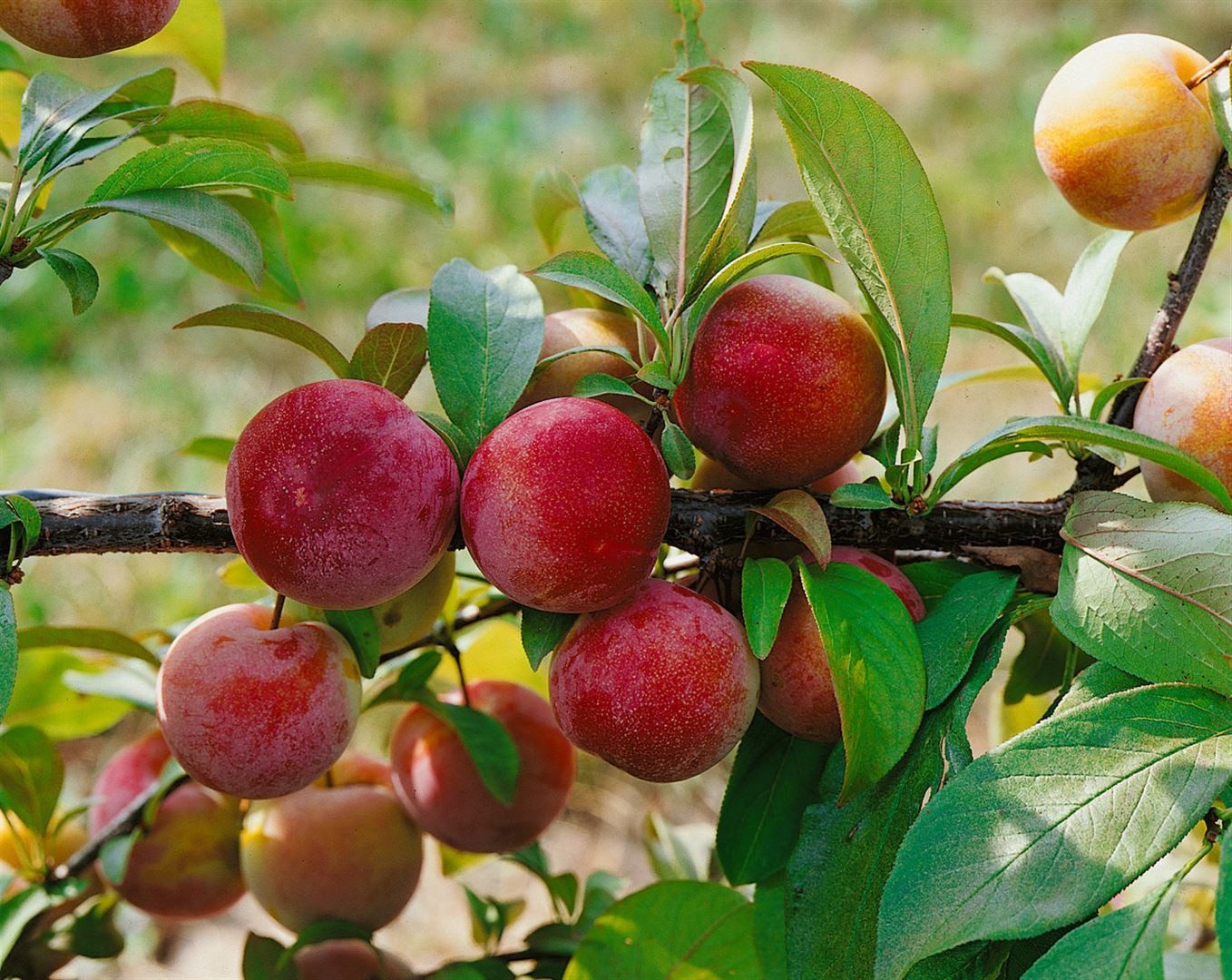 Pflanzen für Dich Obstpflanze Prunus dom. Königin Viktoria, 1 St., Königin Viktoria-Pflaume, Pflaumenbaum, süß, saftig