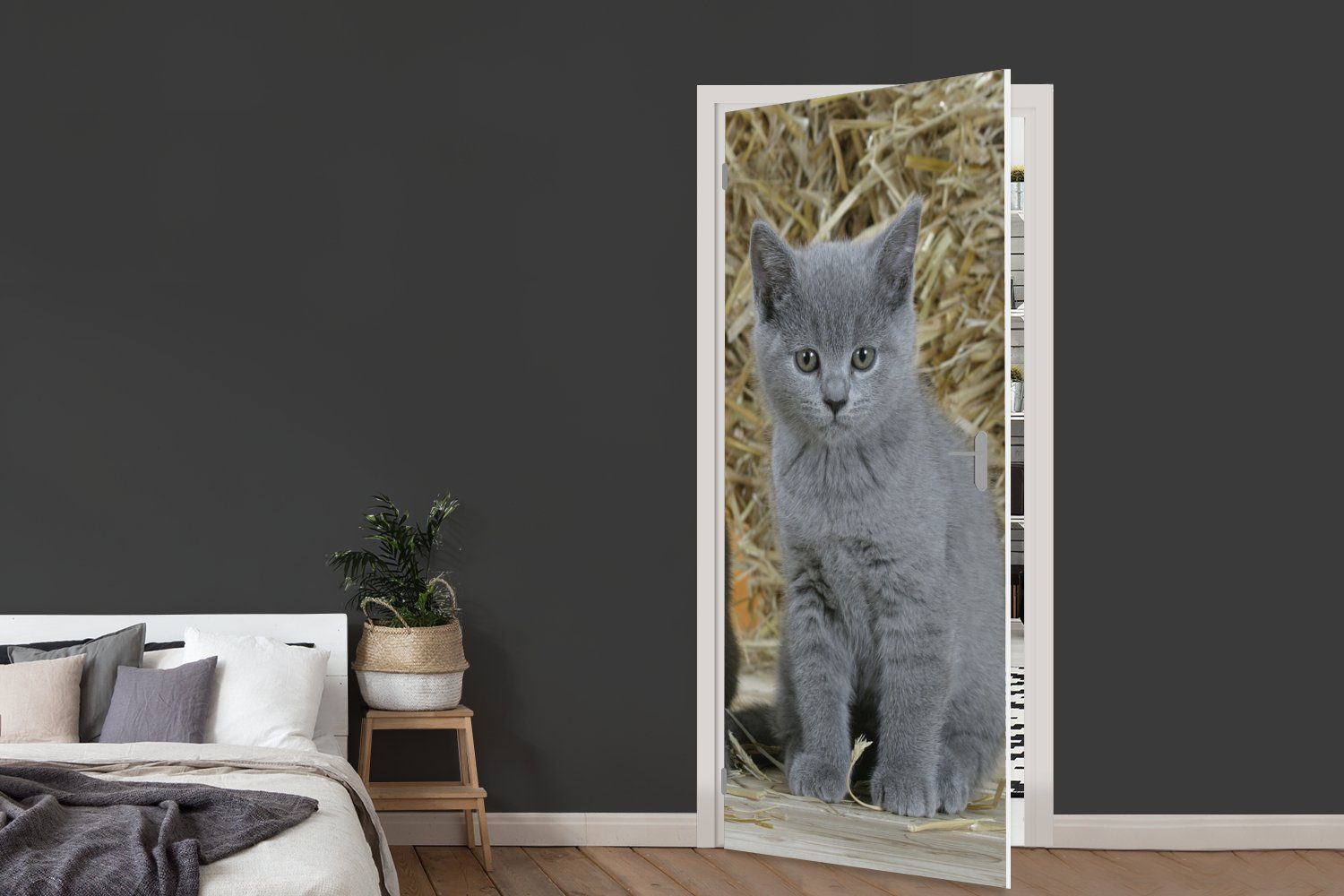 bedruckt, Tür, mit Fototapete Hintergrund, Türaufkleber, im Heu Britisch-Kurzhaar-Kätzchen Zwei für MuchoWow Matt, (1 75x205 St), cm Türtapete