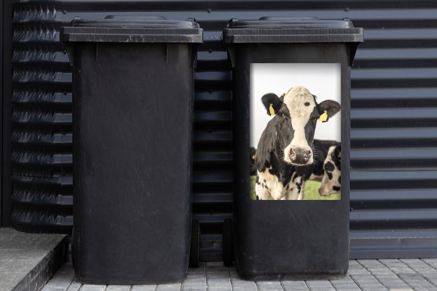 Sticker, Etikett (1 Mülltonne, Container, Wandsticker - Mülleimer-aufkleber, Abfalbehälter St), MuchoWow Porträt - Kühe