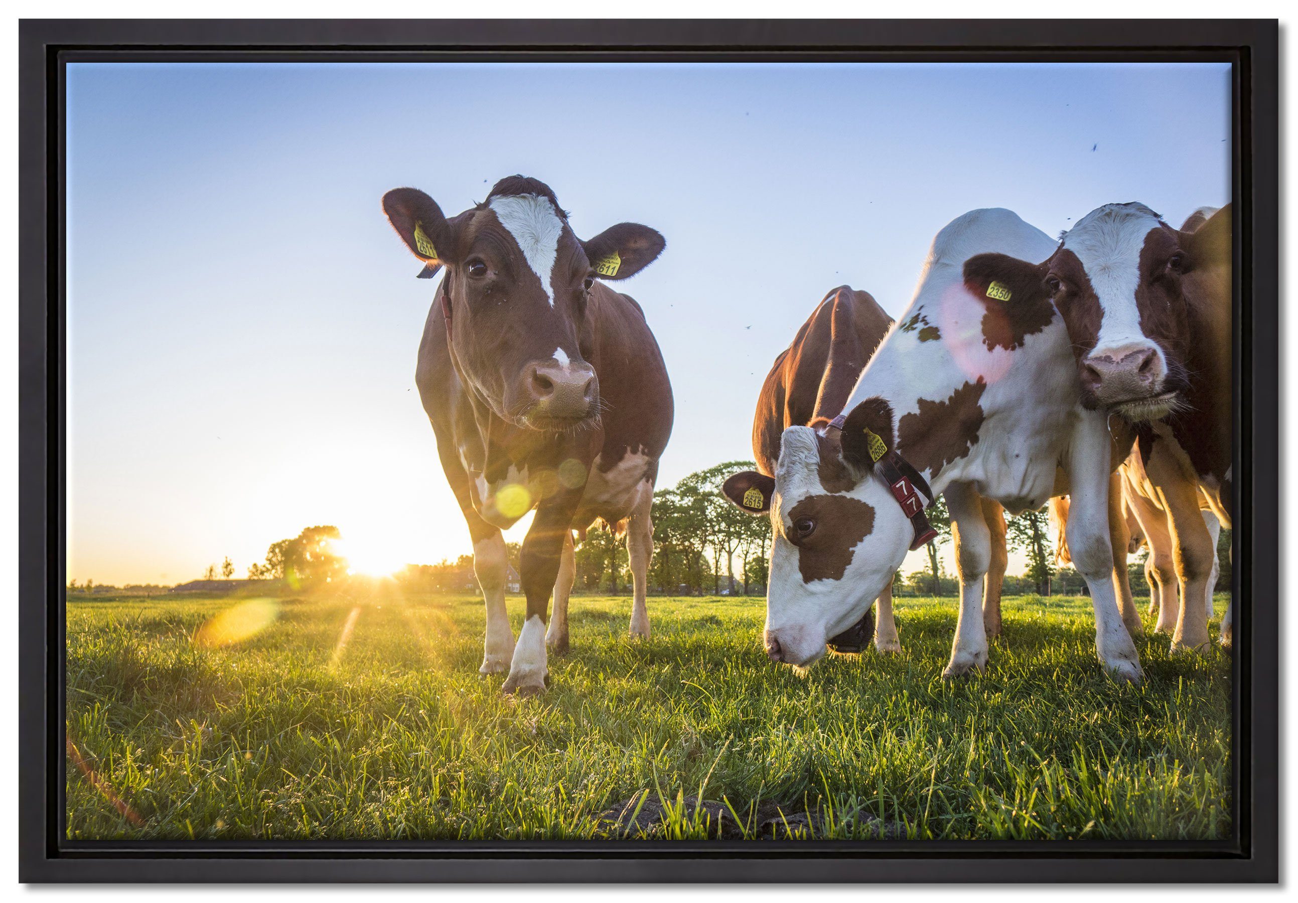 Pixxprint Leinwandbild Kühe grasen auf Wiese bei Sonnenuntergang, Wanddekoration (1 St), Leinwandbild fertig bespannt, in einem Schattenfugen-Bilderrahmen gefasst, inkl. Zackenaufhänger