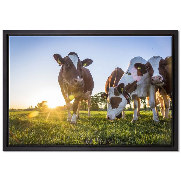 Pixxprint Leinwandbild Kühe grasen auf Wiese bei Sonnenuntergang Wanddekoration (1 St) Leinwandbild fertig bespannt in einem Schattenfugen-Bilderrahmen gefasst inkl. Zackenaufhänger