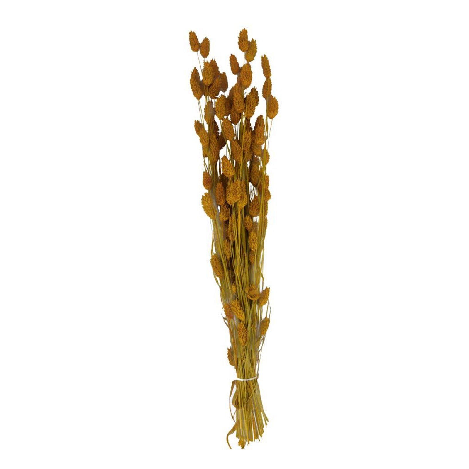 Trockenblume Glanzgras gelb - Phalaris - 76x14.5x7 cm, DIJK