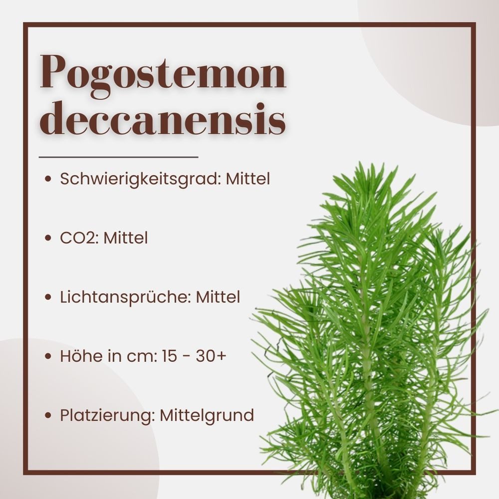 Aquaone Wasserpflanze Aquarium Pflanze Pogostemon deccanensis Tropica Nr.053F
