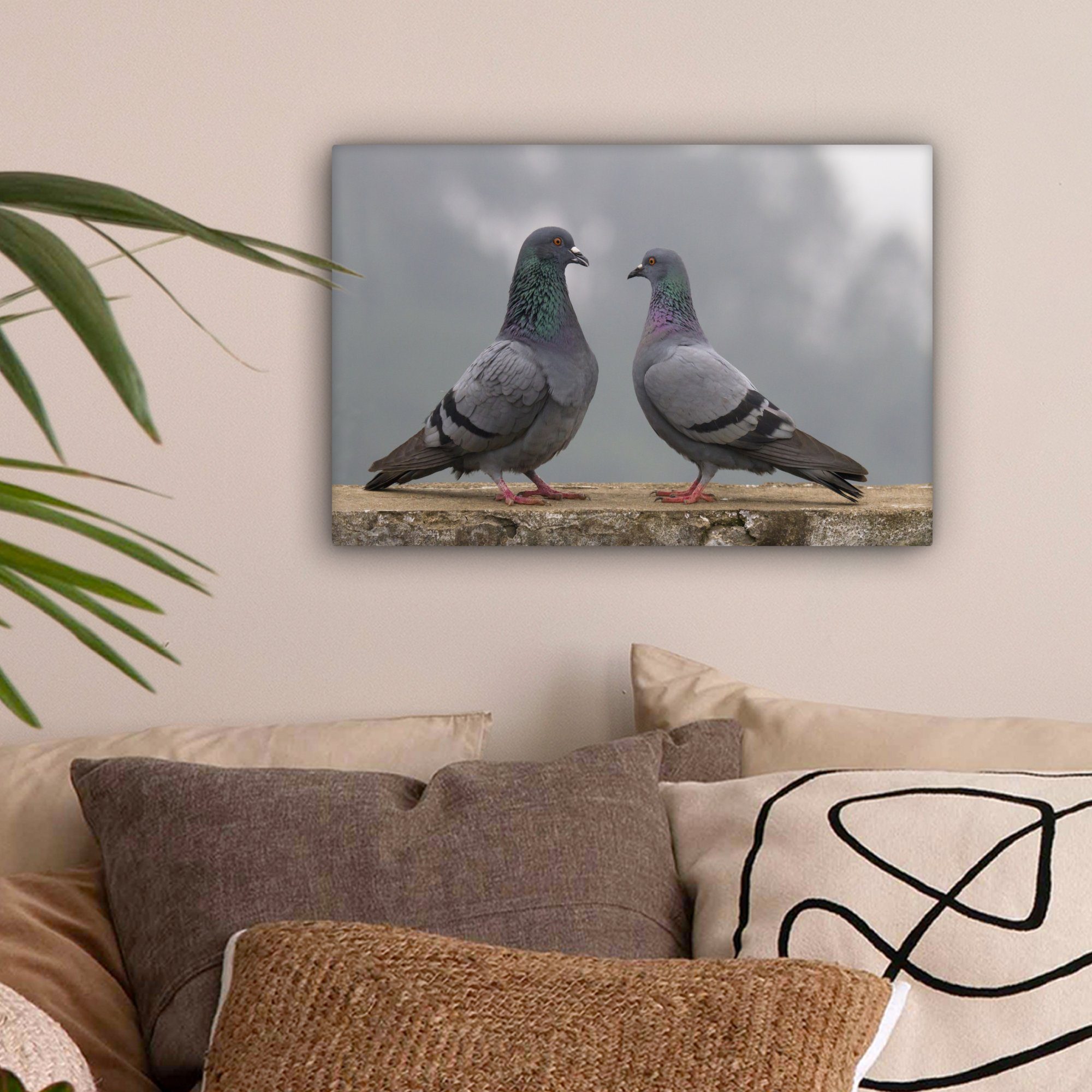 OneMillionCanvasses® Leinwandbild Tauben - Kofferraum - Grau, Fotodruck (1 günstig online kaufen