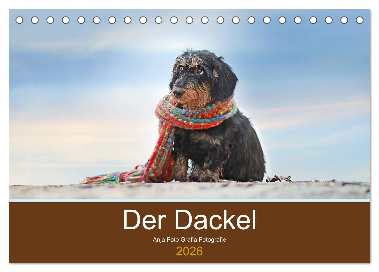 CALVENDO Wandkalender Der Dackel (Tischkalender 2026 DIN A5 quer), CALVENDO Monatskalender