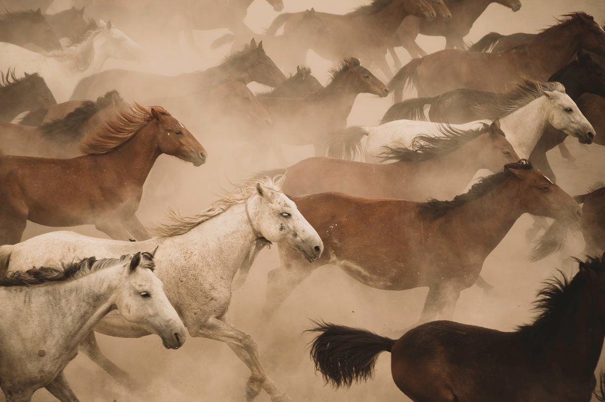Papermoon Fototapete Pferde Herde