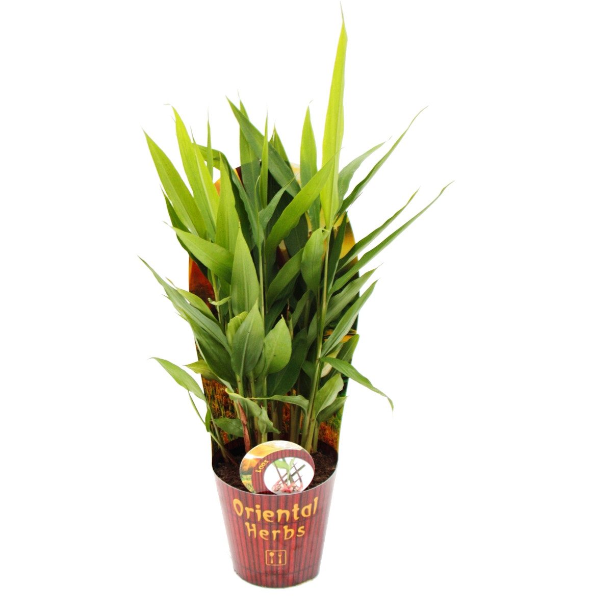 Exotenherz Gewürzkraut Thai-Ingwer, Alpina galanga 12cm