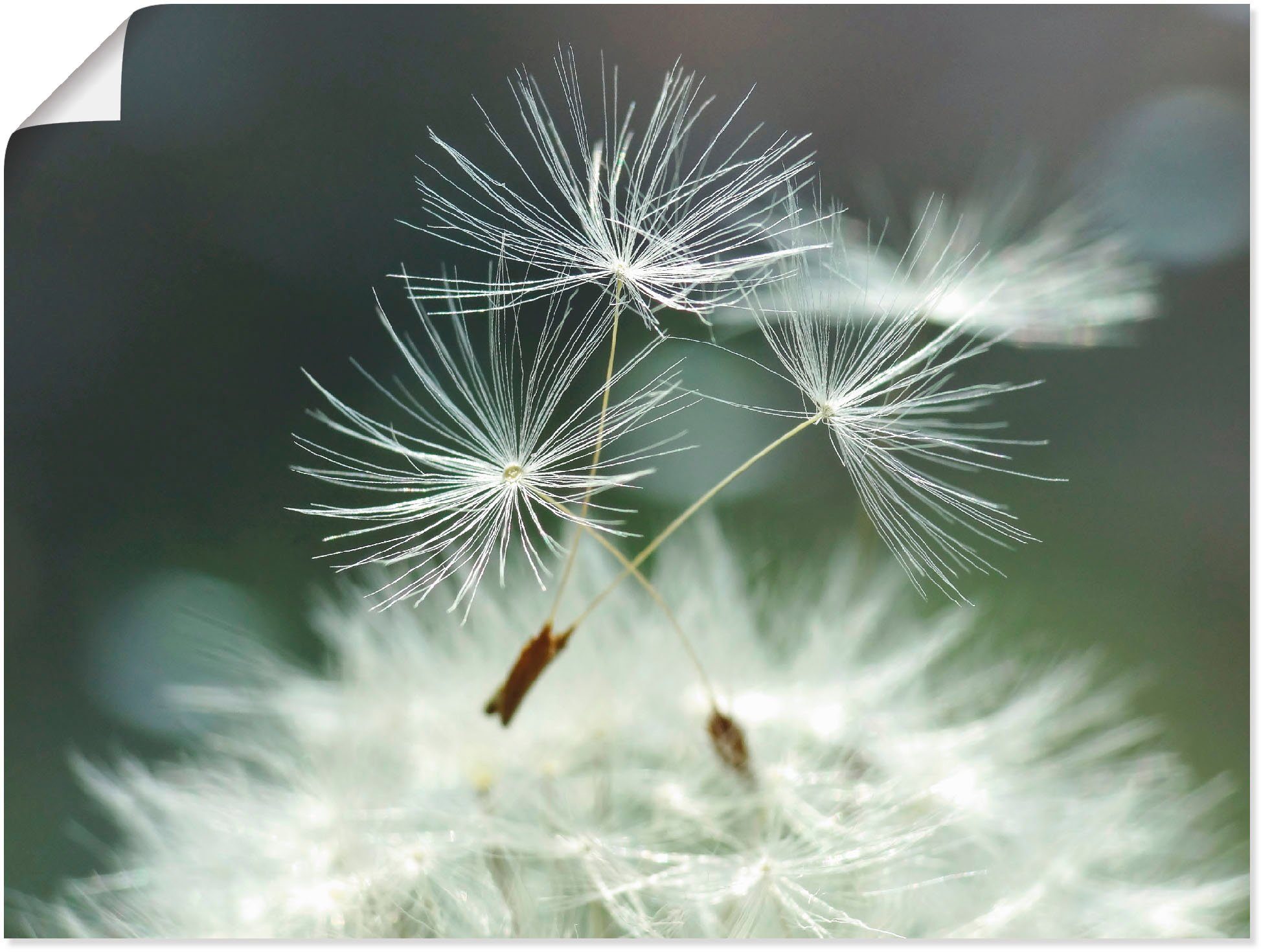Artland Wandbild Pusteblume Facility, Blumen (1 günstig online kaufen