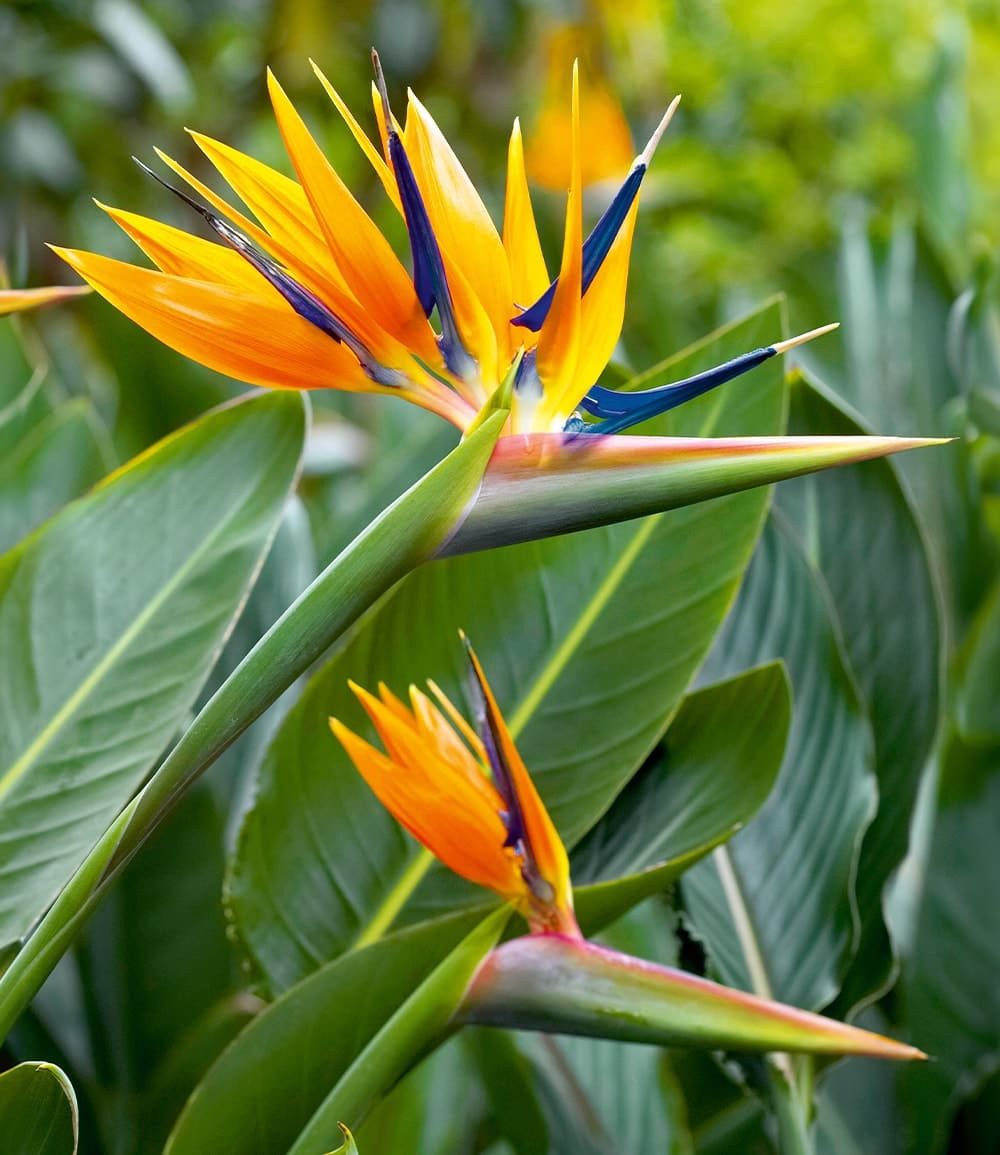 BALDUR Garten Balkonpflanze Paradiesvogel-Blume, 1 St., Winterblühend, pflegeleicht, kübelgeeignet