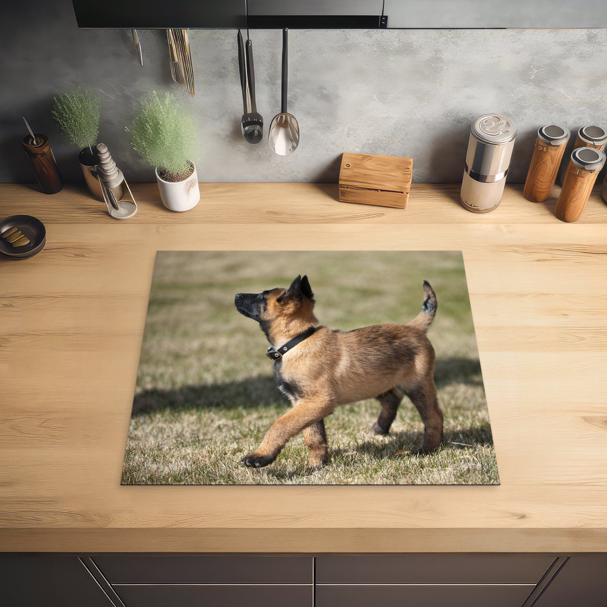 Niedlicher küche, Herdblende-/Abdeckplatte für Induktionsmatte MuchoWow (1 Ceranfeldabdeckung Vinyl, Malinois-Schäferhund-Welpe, die tlg), 59x52 cm,