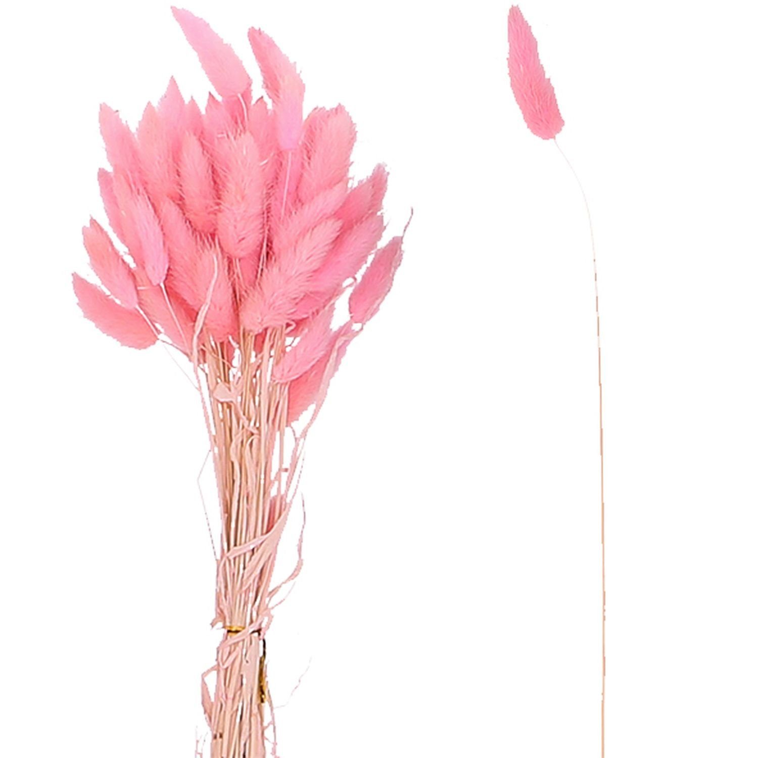 Trockenblume Lagurus kurz cm - rosa, Bund/50 Stück 50-60 - ca. - Vosteen Länge
