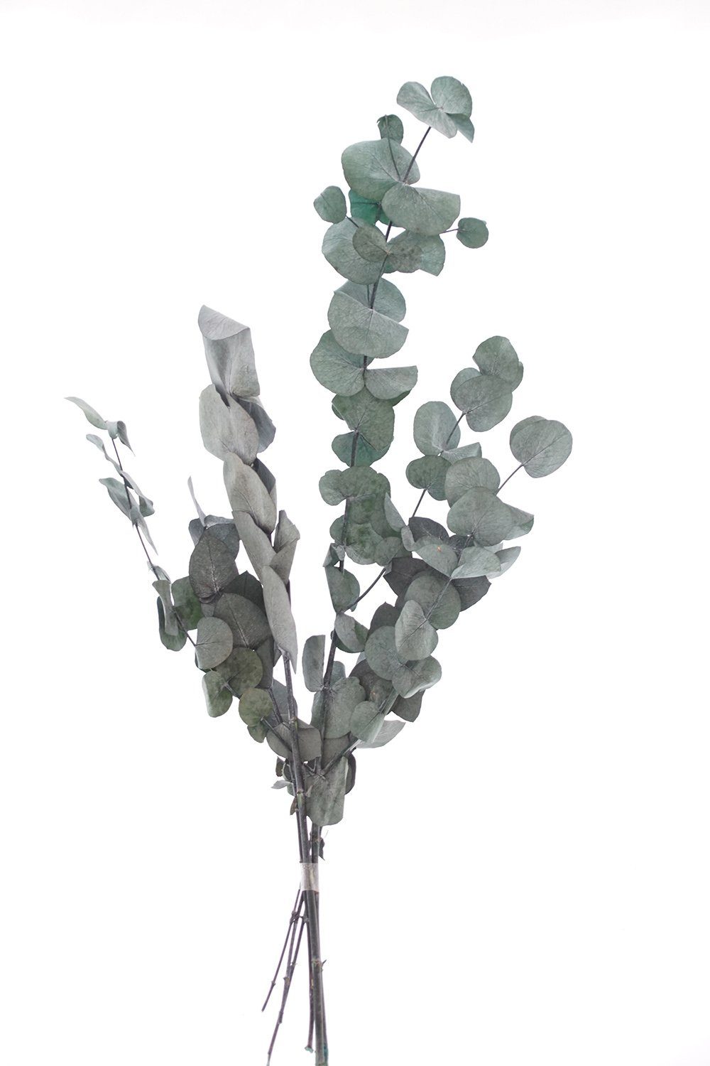 Kunstpflanze Eukalyptus, VBS, - cm lang 65 cm 30