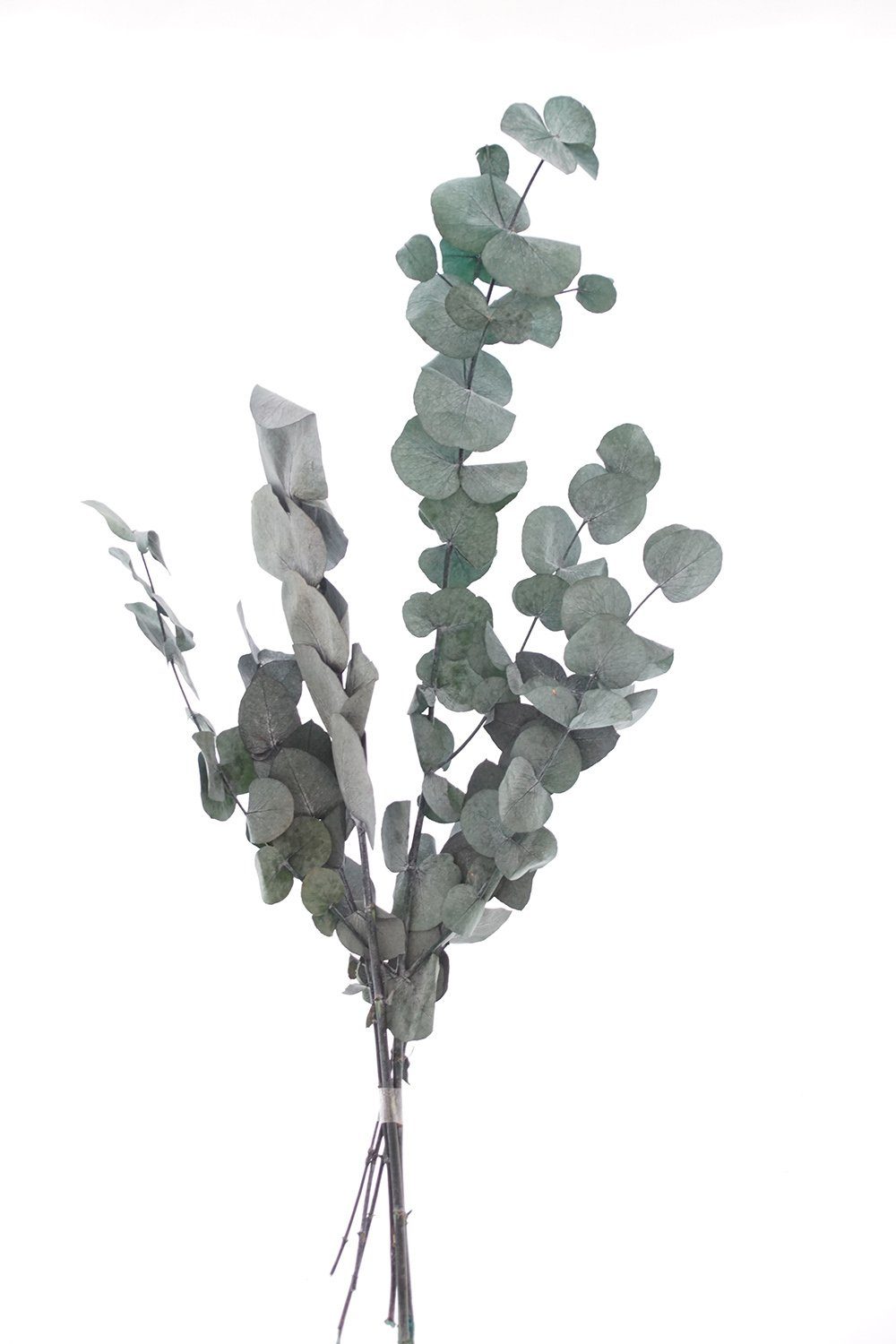 Kunstpflanze Eukalyptus, VBS, 30 cm - günstig online kaufen