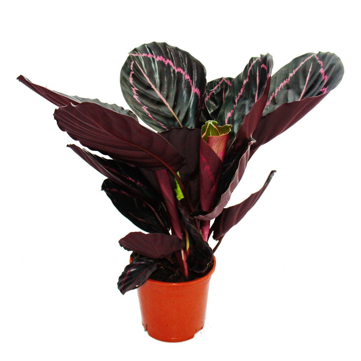 Exotenherz Zimmerpflanze Schattenpflanze mit ausge. Blattmuster Calathea Dottie 12cm Topf