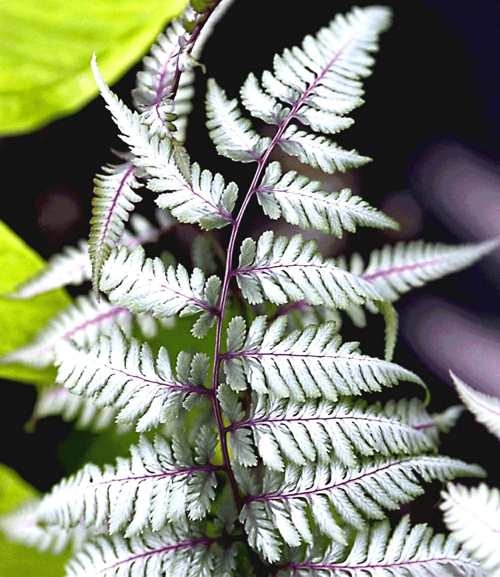 BALDUR Garten Staude Schmuck-Farn 'Silver Falls®', 1 St., Schmuckfarne,winterhart, mehrjährig, pflegeleicht