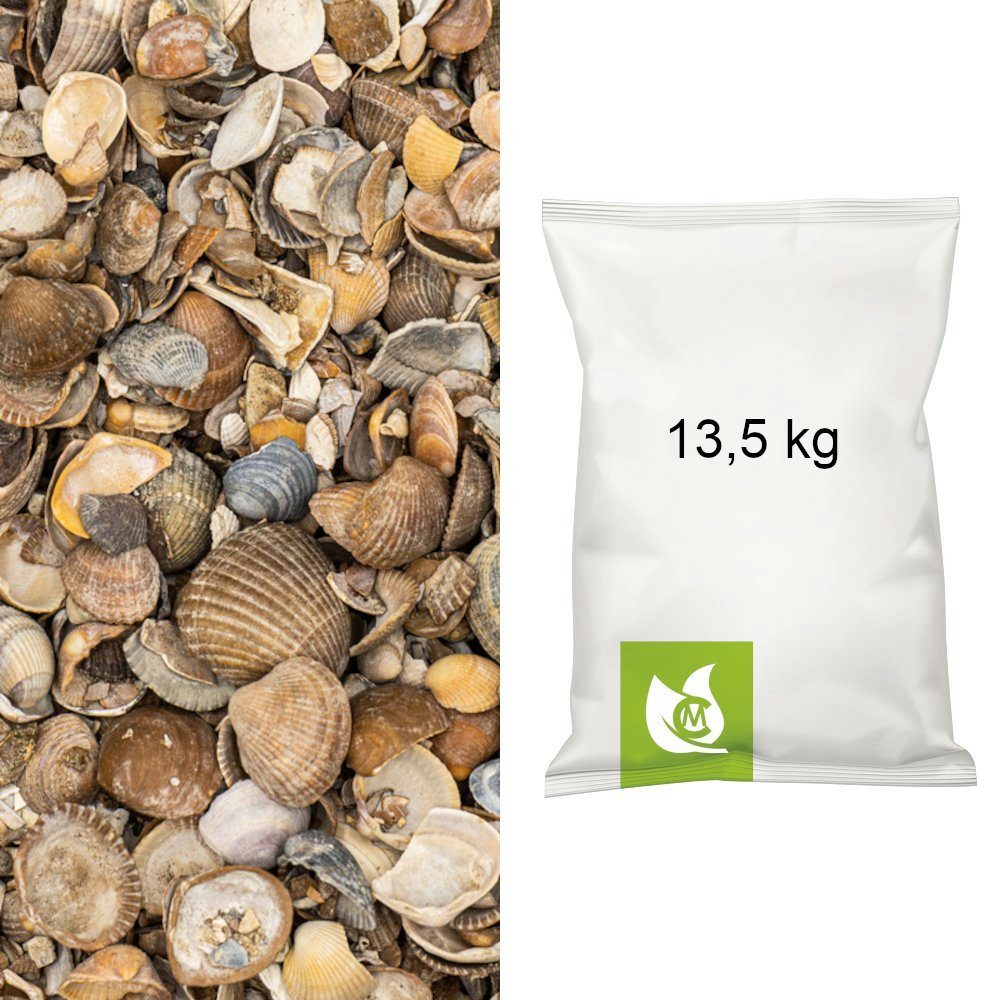 Zierkies Muscheln