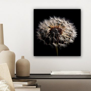 OneMillionCanvasses® Leinwandbild Blumen - Natur - Löwenzahn - Schwarz - Porträt, (1 St), Leinwand Bilder für Wohnzimmer Schlafzimmer, 20x20 cm