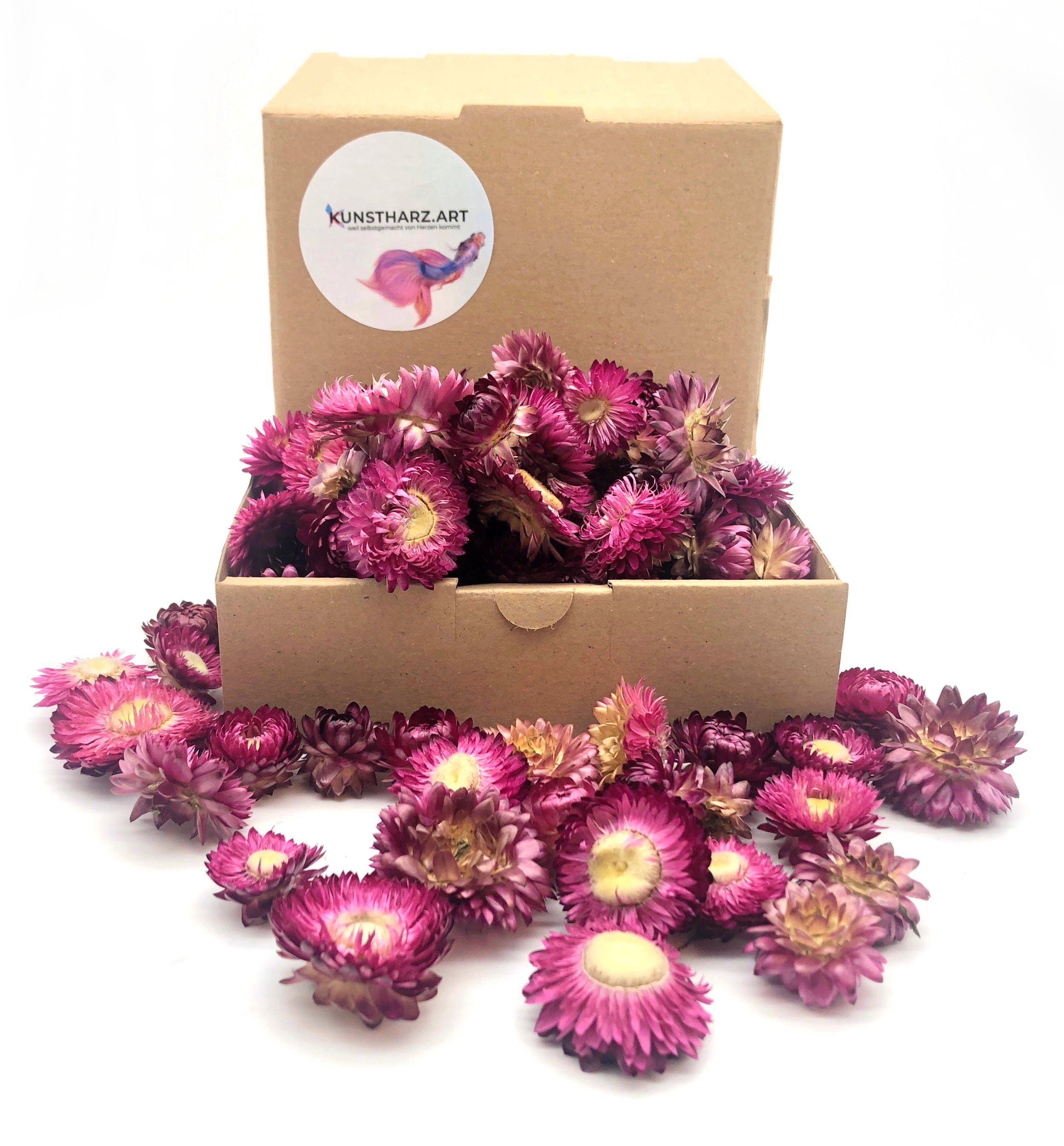 Trockenblume Strohblumenköpfe Helichrysum getrocknet: gemischt oder farblich sortiert - Lila, Kunstharz.Art