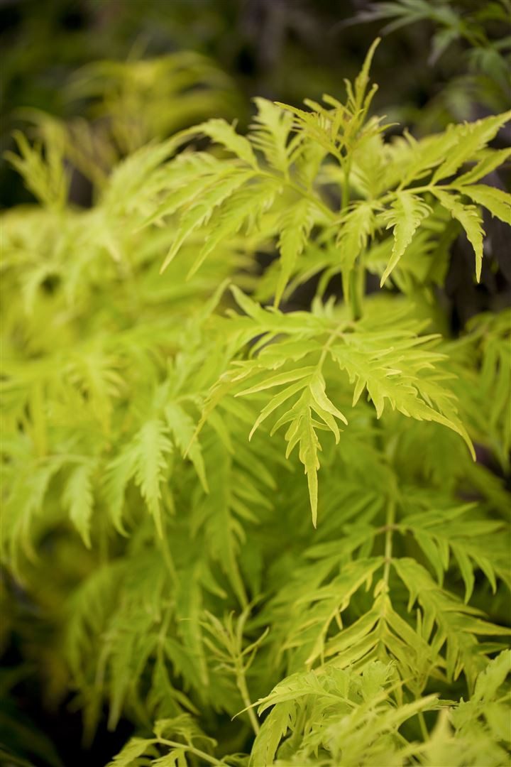 Pflanzen für Dich Gehölze Sambucus rac. Golden Lace, 1 St., Roter Holunder, Traubenholunder