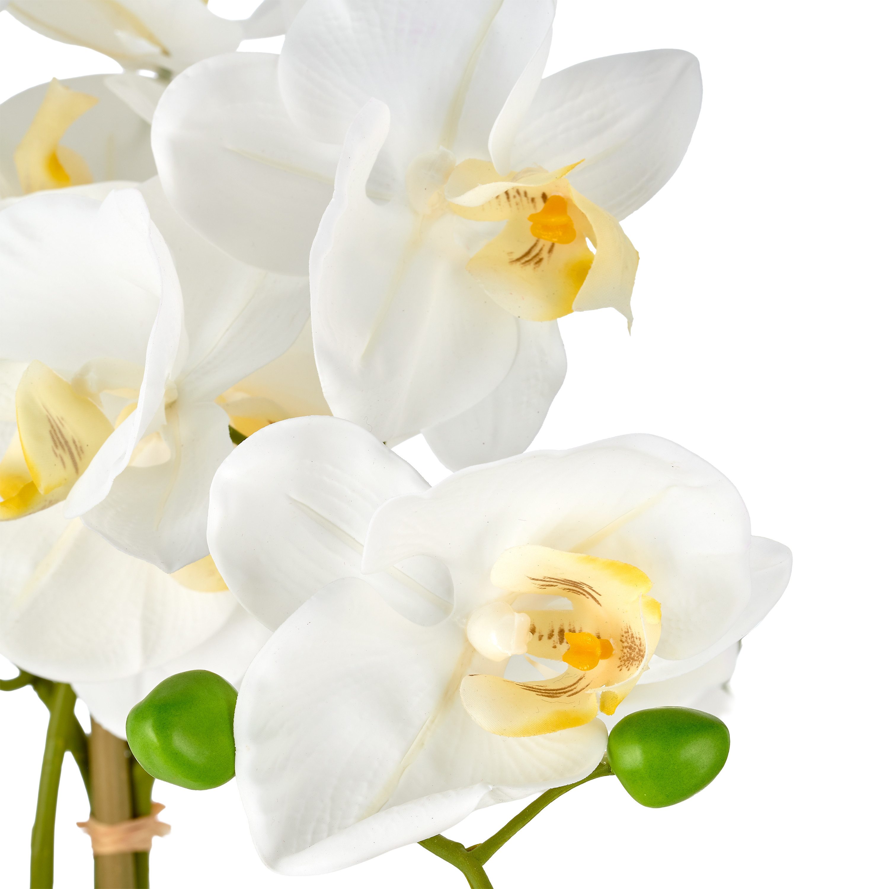 Kunstorchidee Phalaenopsis, Creativ green