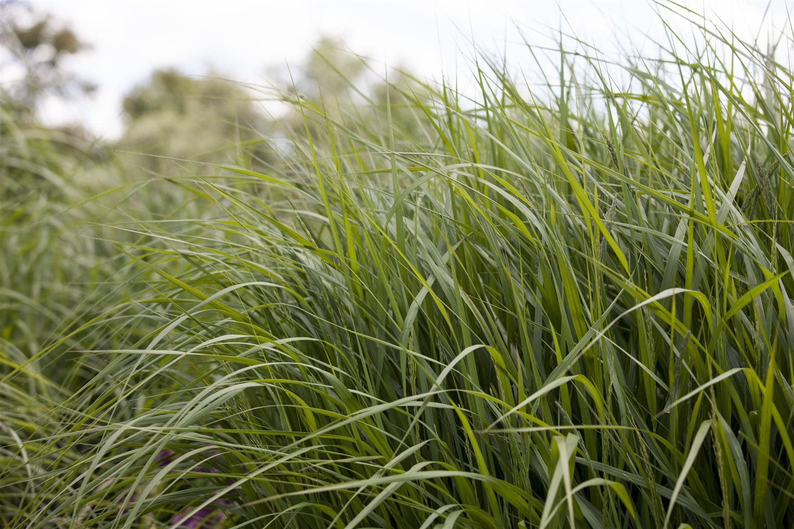 Pflanzen für Dich Gräser Panicum virg. Strictum, 1 St., Rutenhirse, Garten-Rutenhirse, aufrecht, winterhart