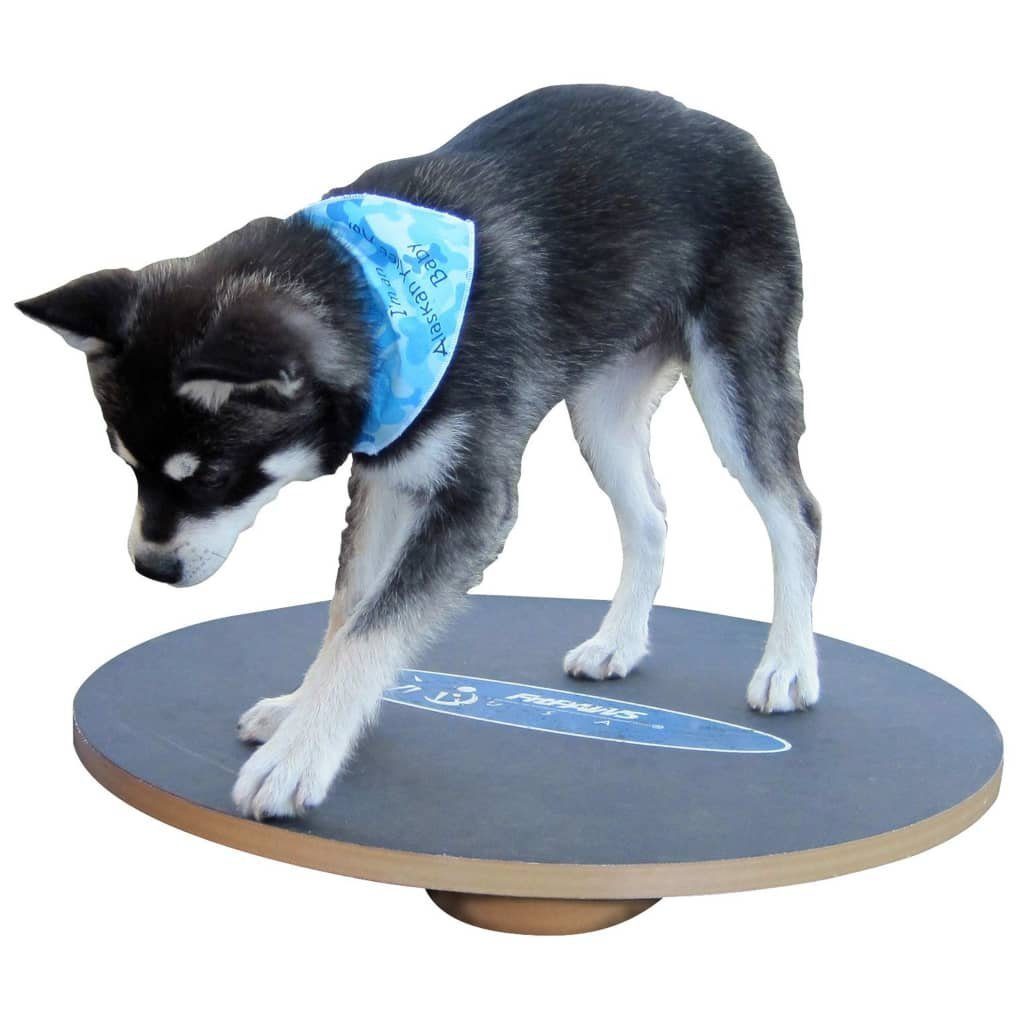 FitPAWS Agility-Hürde Wackelbrett 50 cm Schwarz, Holz