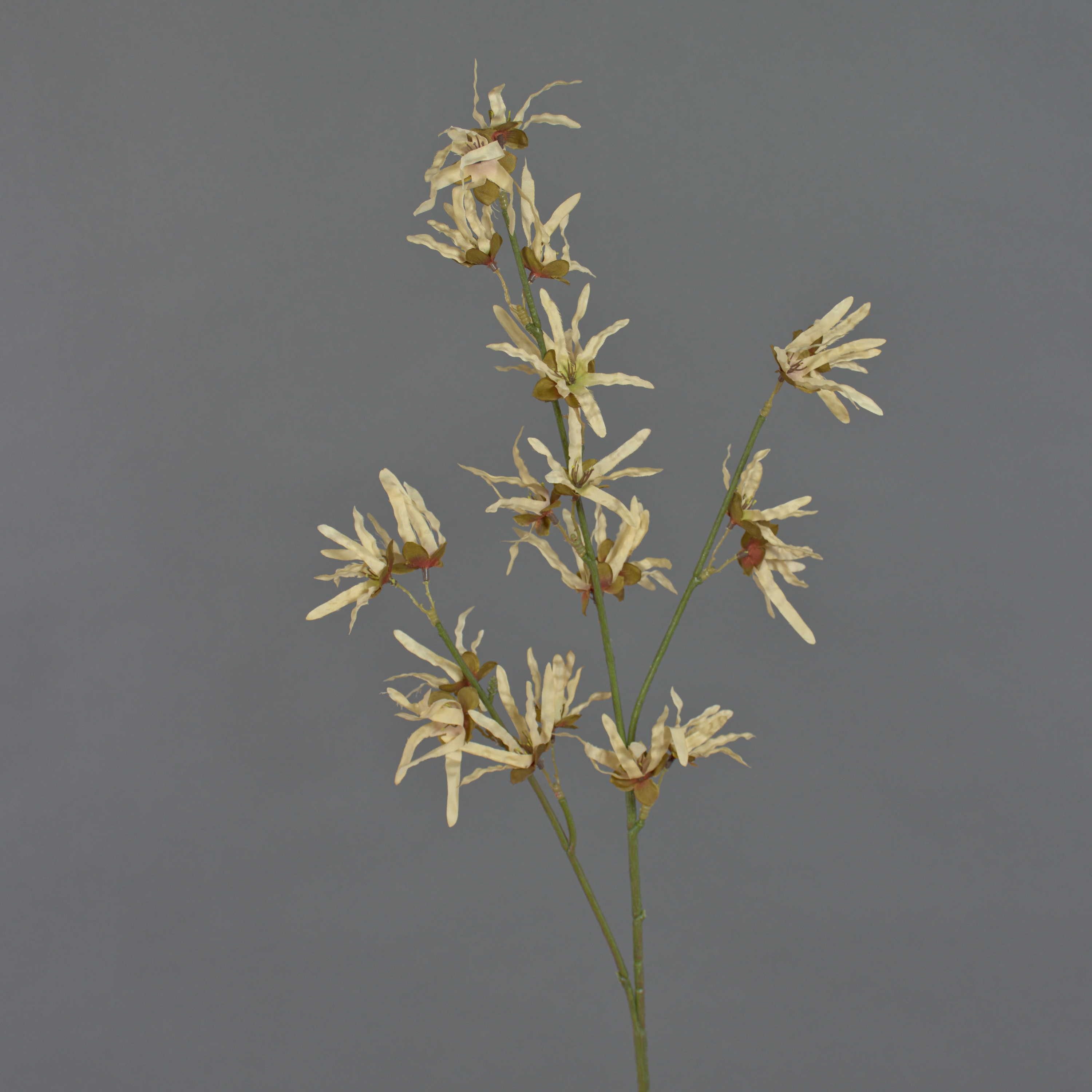 Kunstzweig Deko Zaubernuss Zweig ORAFA mit Blüten, beige, 80cm Zaubernuss, artplants, Höhe 80.0 cm