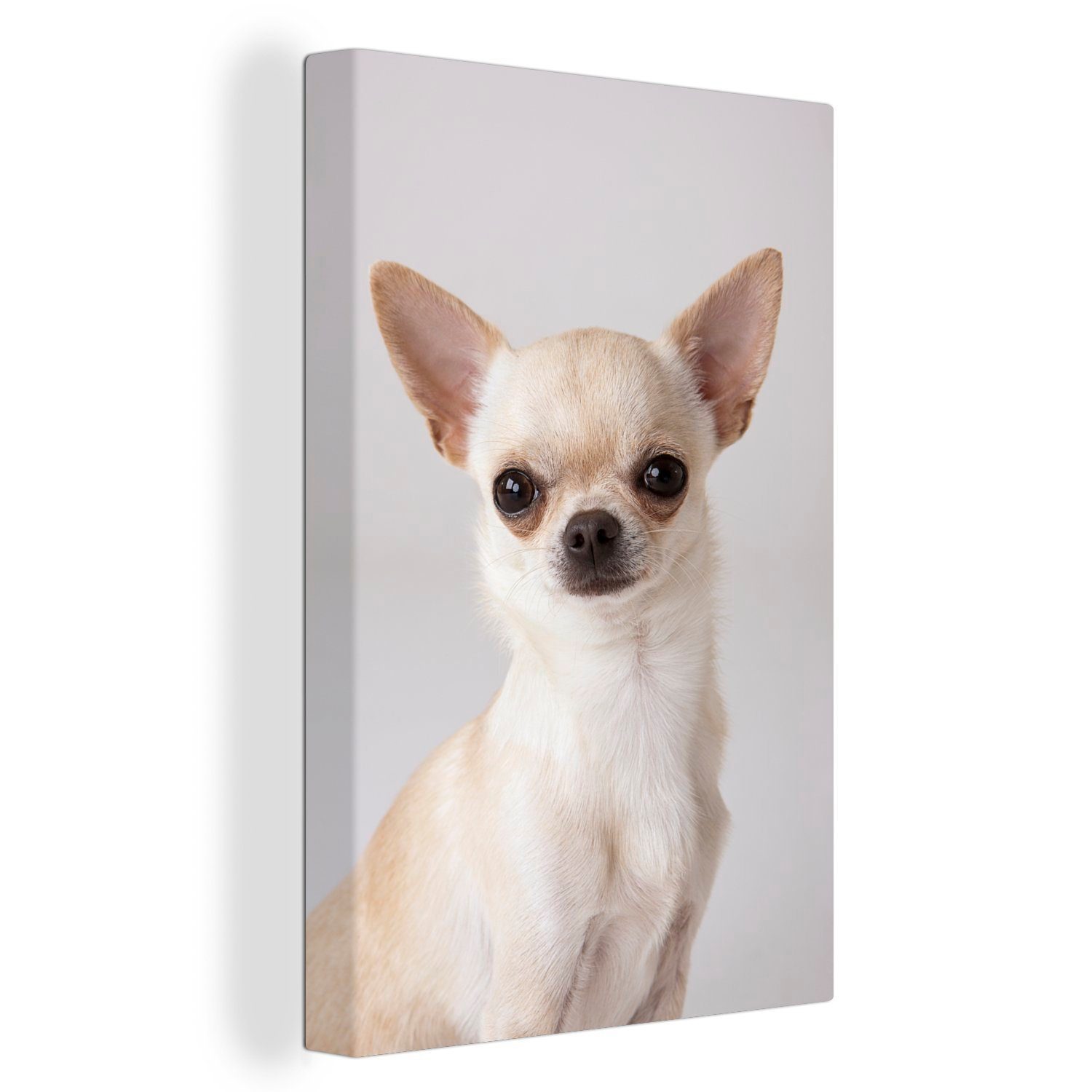 OneMillionCanvasses® Leinwandbild Porträt eines kleinen weißen Chihuahuas, (1 St), Leinwandbild fertig bespannt inkl. Zackenaufhänger, Gemälde, 20x30 cm