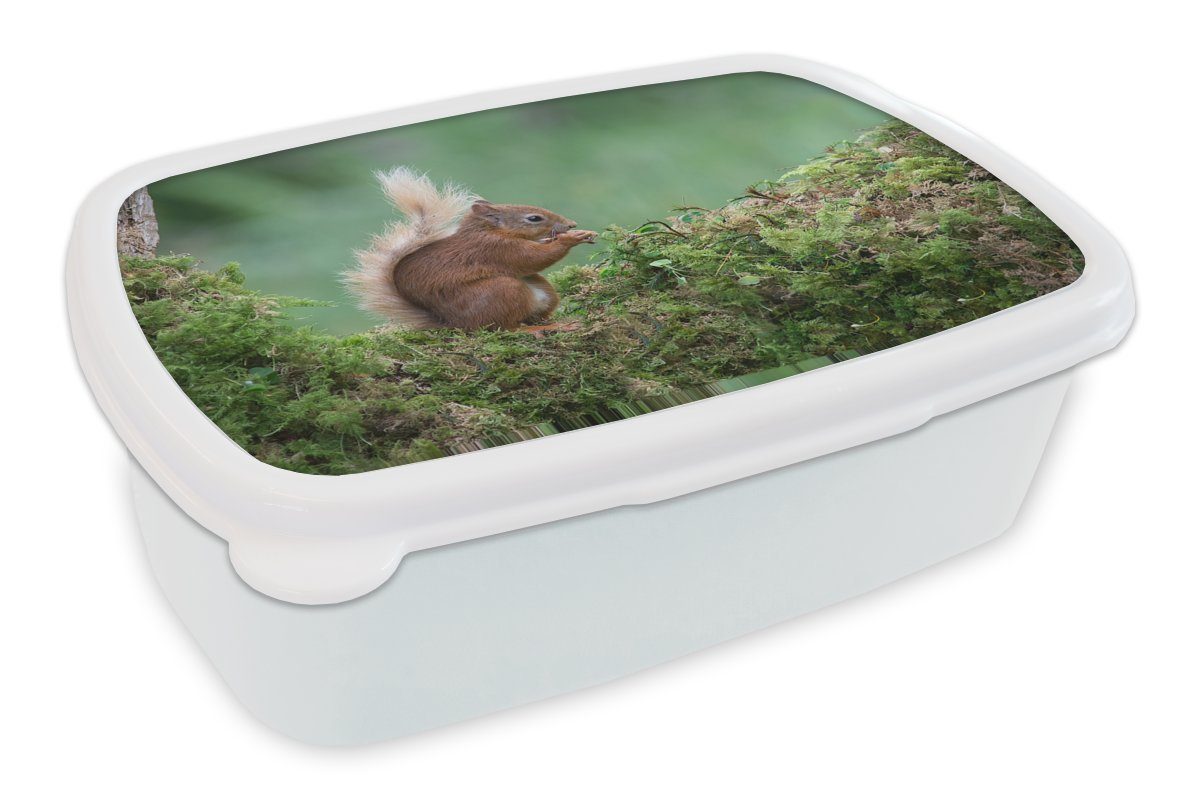 MuchoWow Lunchbox Waldtier - Eichhörnchen - Moos, Kunststoff, (2-tlg), Brotbox für Kinder und Erwachsene, Brotdose, für Jungs und Mädchen weiß