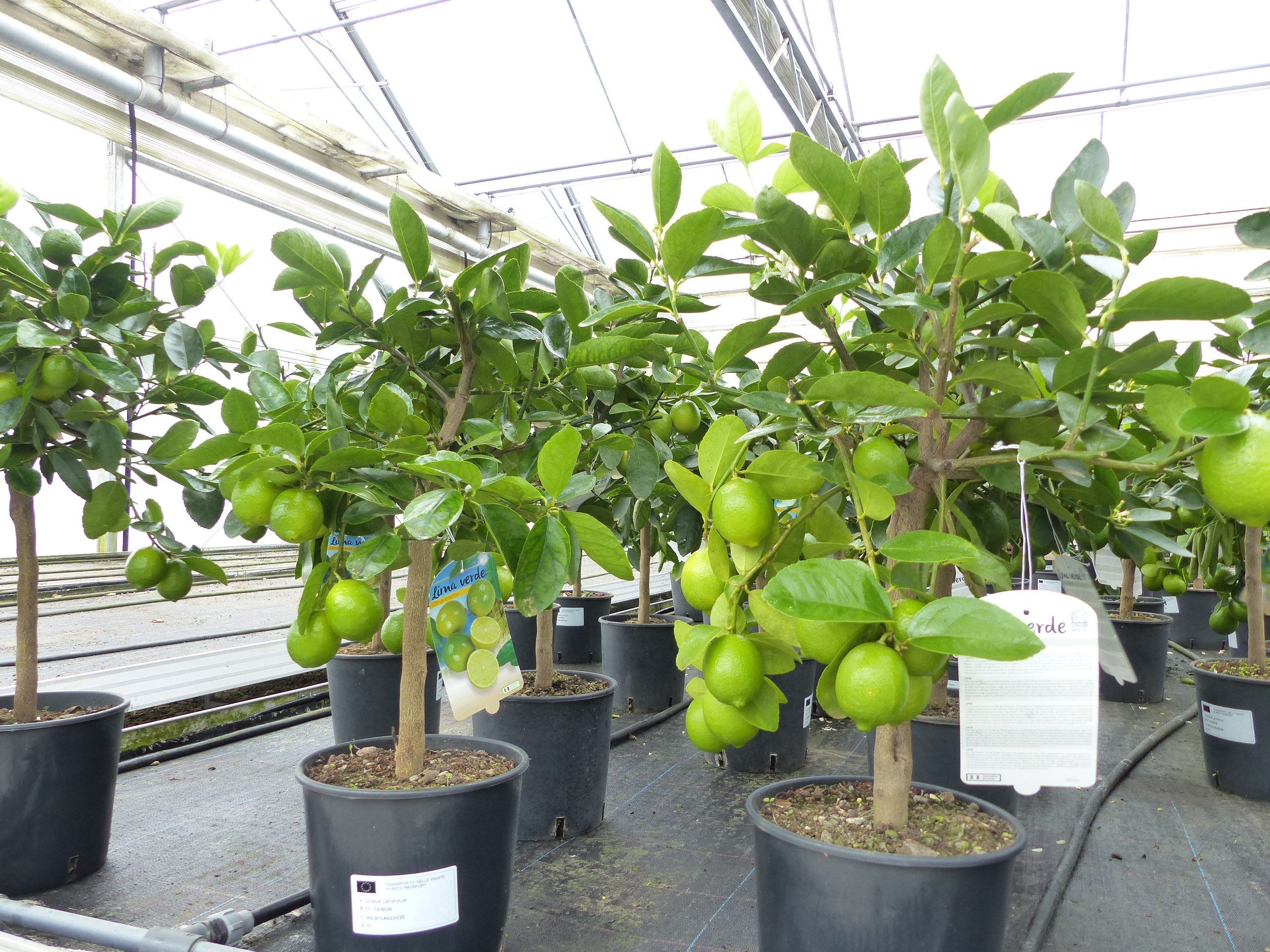 gruenwaren jakubik Zitronenbaum echte Caipi Limette Caipirinha Limettenbaum Citrus Lime 70 - 90 cm