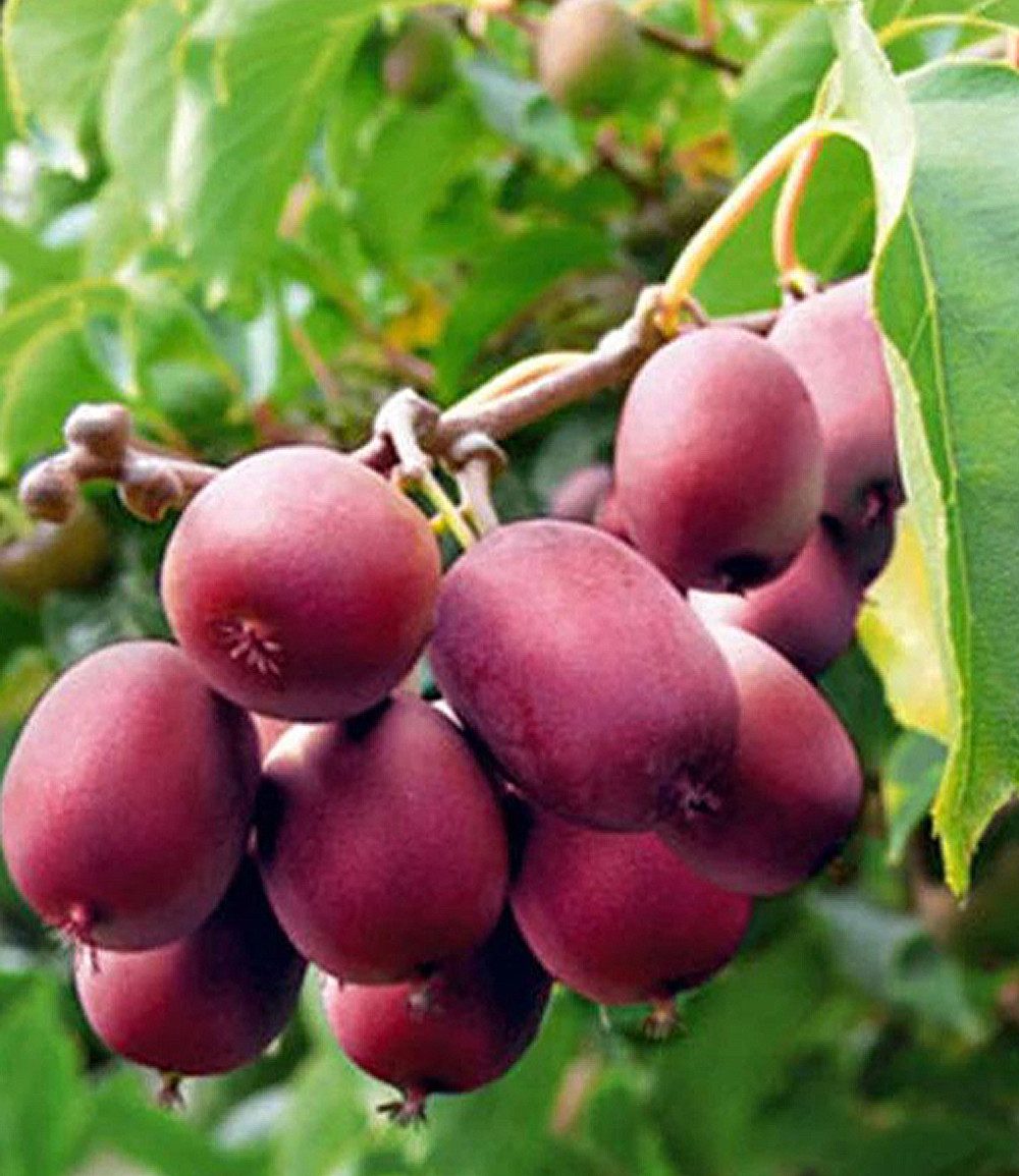 BALDUR Garten Obstpflanze Kiwi 'Ken´s Red®', 1 St., Selbstbefruchtend,winterhart, mehrjährig, essbar, pflegeleicht