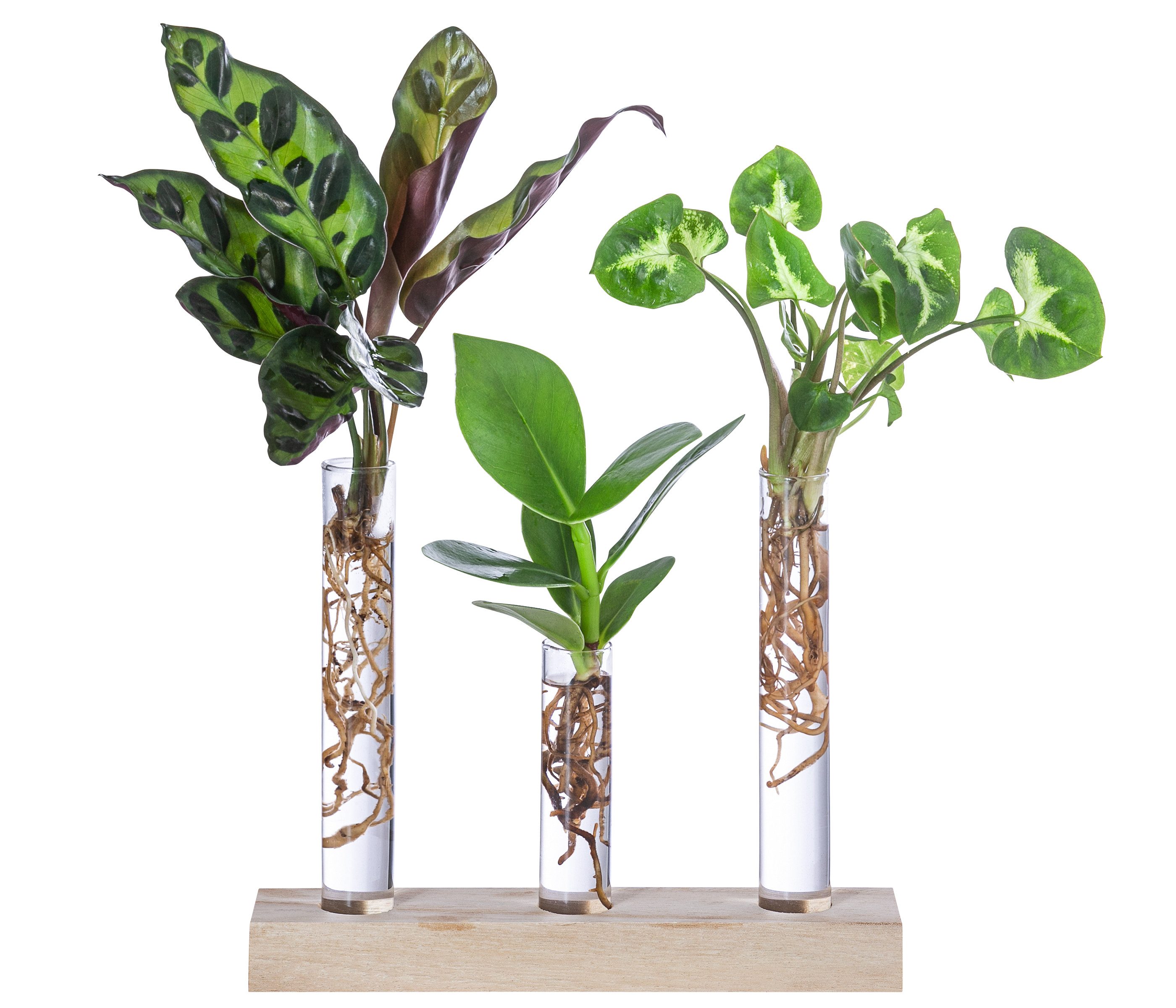Dehner Zimmerpflanze Waterplant-Set, je 1x Korbmarante, Balsamapfel, Purpurtute, pflegeleichte Wasserpflanzen in Reagenzgläsern, inkl. Holzständer