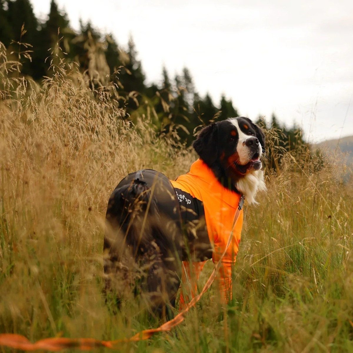 Non-stop dogwear Hundeoverall Hundeanzug für Rüden Protector Suit M orange/schwarz