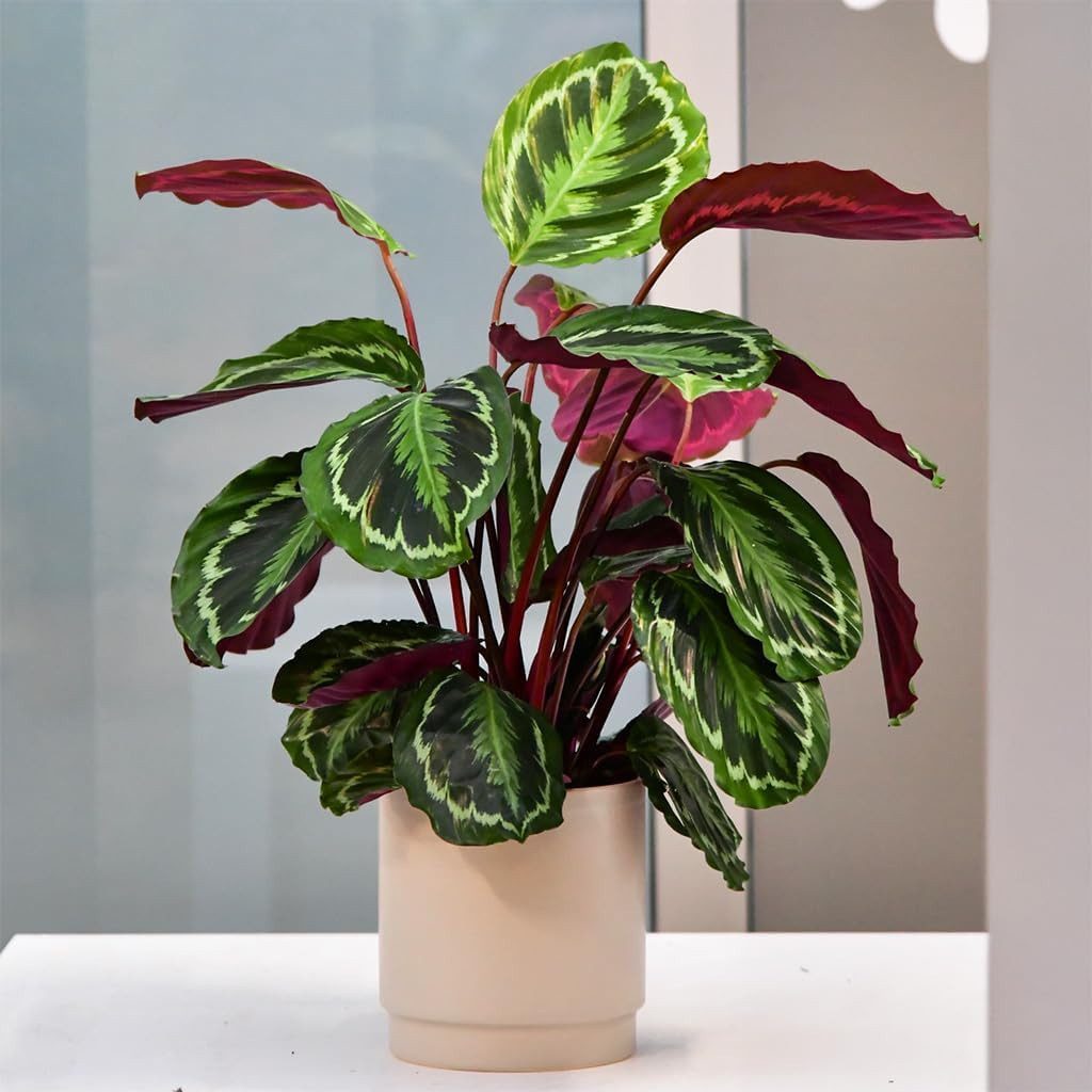 Green Me Up Zimmerpflanze Calathea Medallion No.19, im 19 cm Topf, 50–60 cm günstig online kaufen