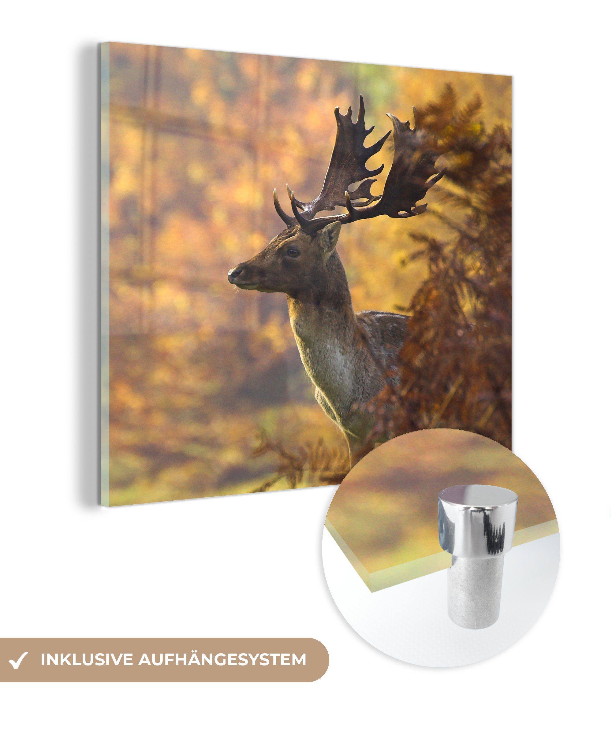 MuchoWow Acrylglasbild Hirsche - Geweihe - Herbst, (1 St), Glasbilder - Bilder auf Glas Wandbild - Foto auf Glas - Wanddekoration