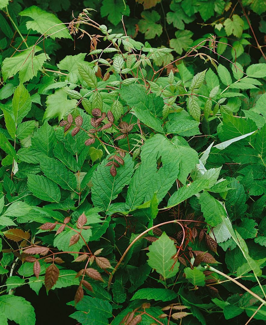 Pflanzen für Dich Kletterpflanze Ampelopsis megalophylla, 1 St., Großblättrige Jungfernrebe, großblättrig, kletterpflanze