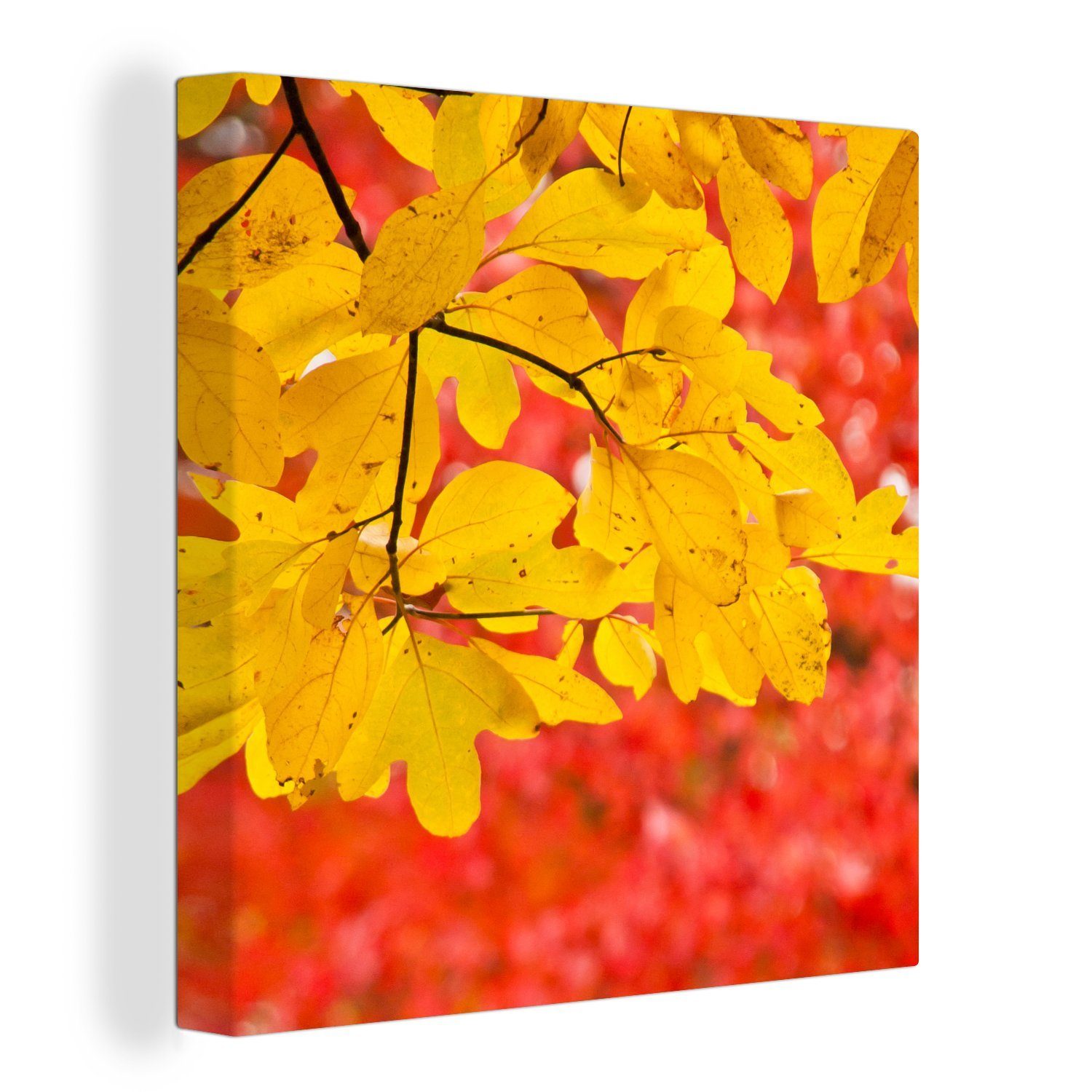 OneMillionCanvasses® Leinwandbild Leuchtend gelbe Blätter des Sassafrasbaums im Herbst, (1 St), Leinwand Bilder für Wohnzimmer Schlafzimmer