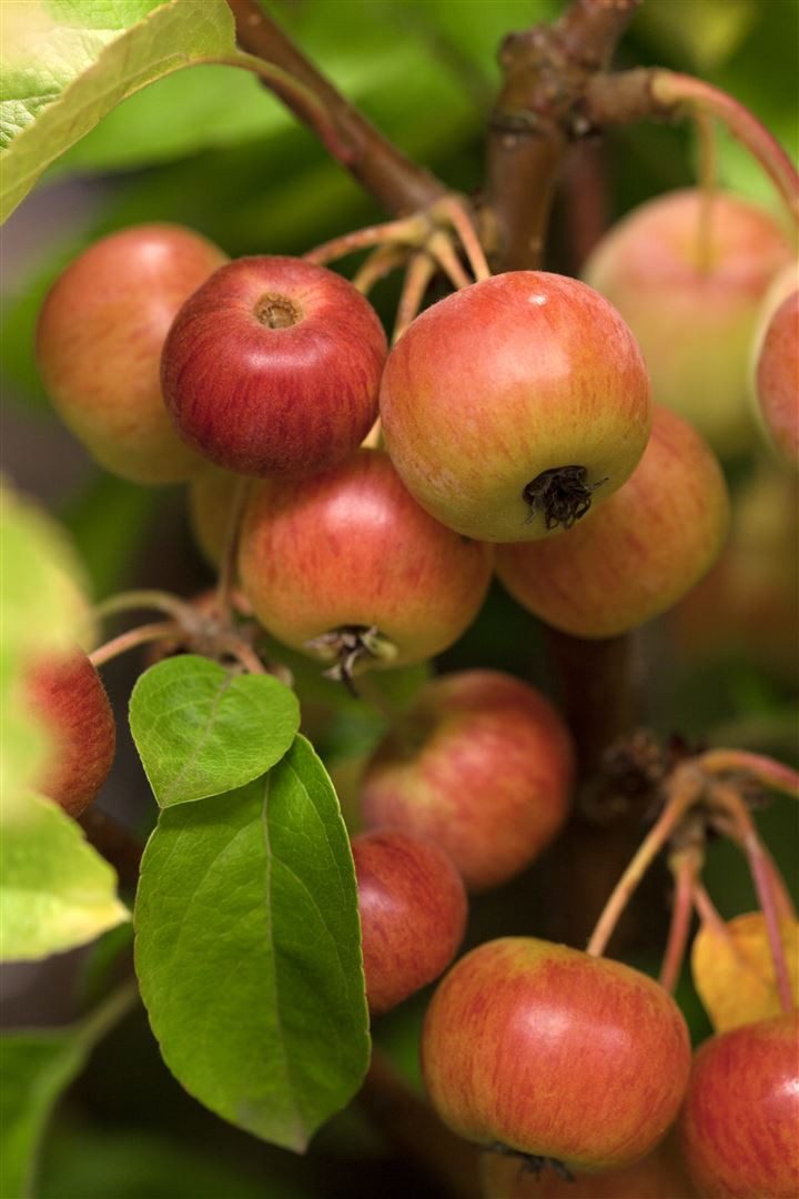 Pflanzen für Dich Gehölze Malus 'Evereste', 1 St., Zierapfel, Apfelbaum