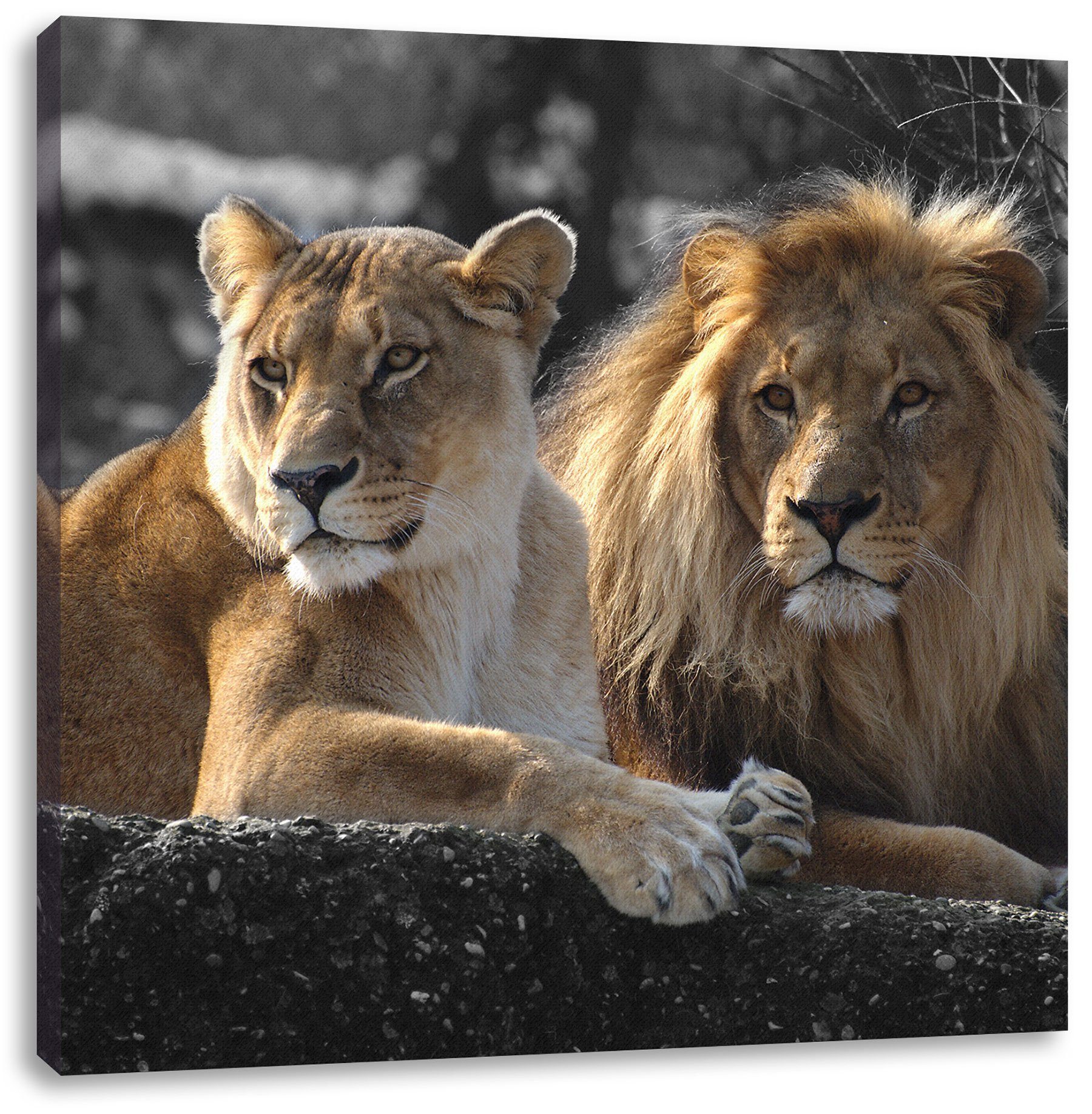 Leinwandbild interessiertes Löwenpaar, fertig Pixxprint (1 bespannt, Leinwandbild inkl. St), interessiertes Zackenaufhänger Löwenpaar