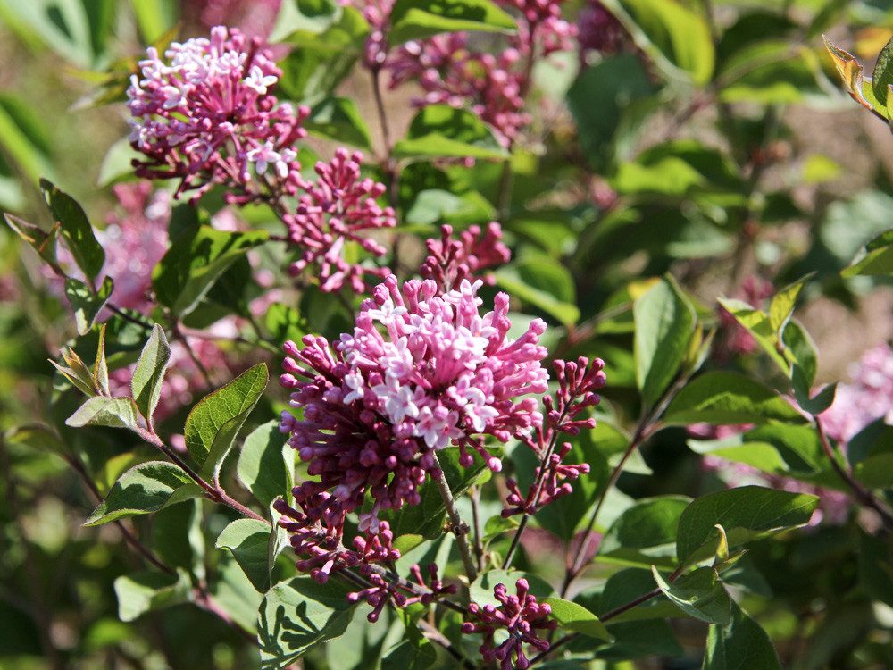 Garten von Ehren Zierstrauch Syringa microphylla Superba Containerware 60-80 cm hoch