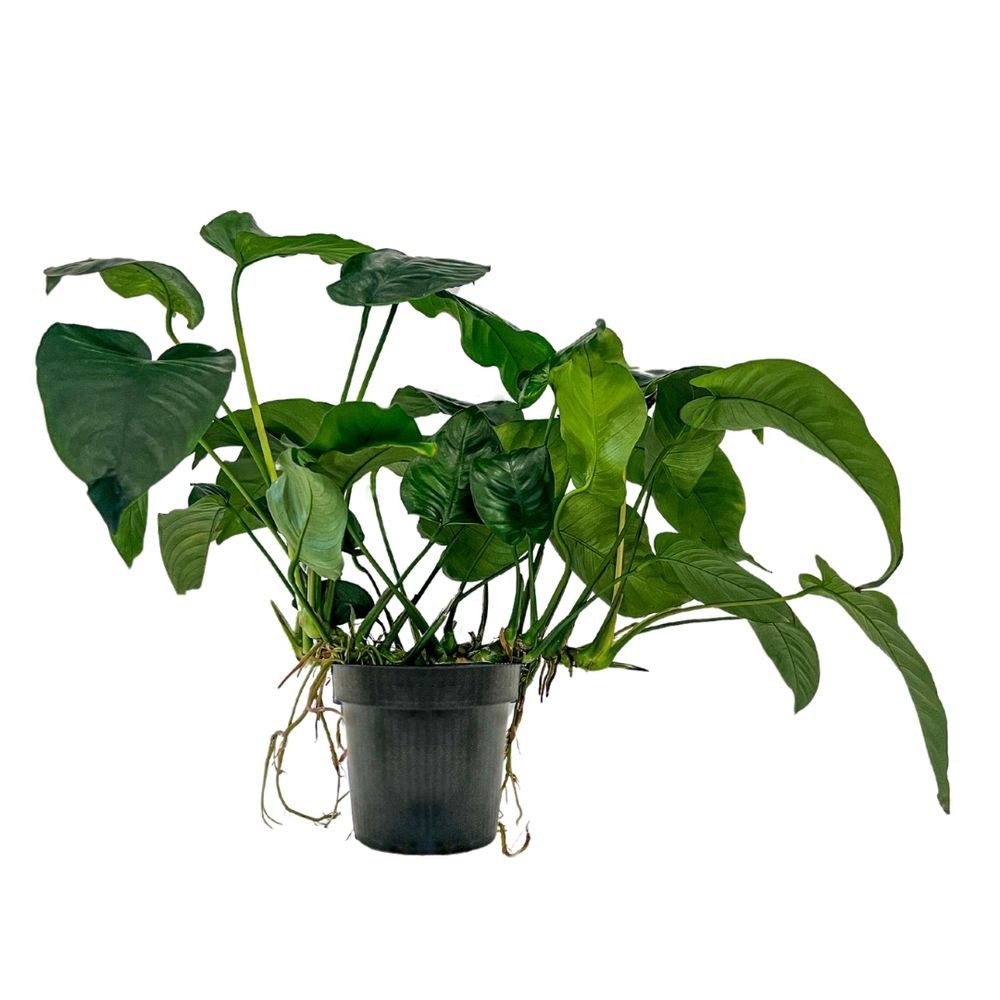 Aquaone Wasserpflanze Mutterpflanze Aquarium Pflanze Anubias barteri XL Nr. günstig online kaufen