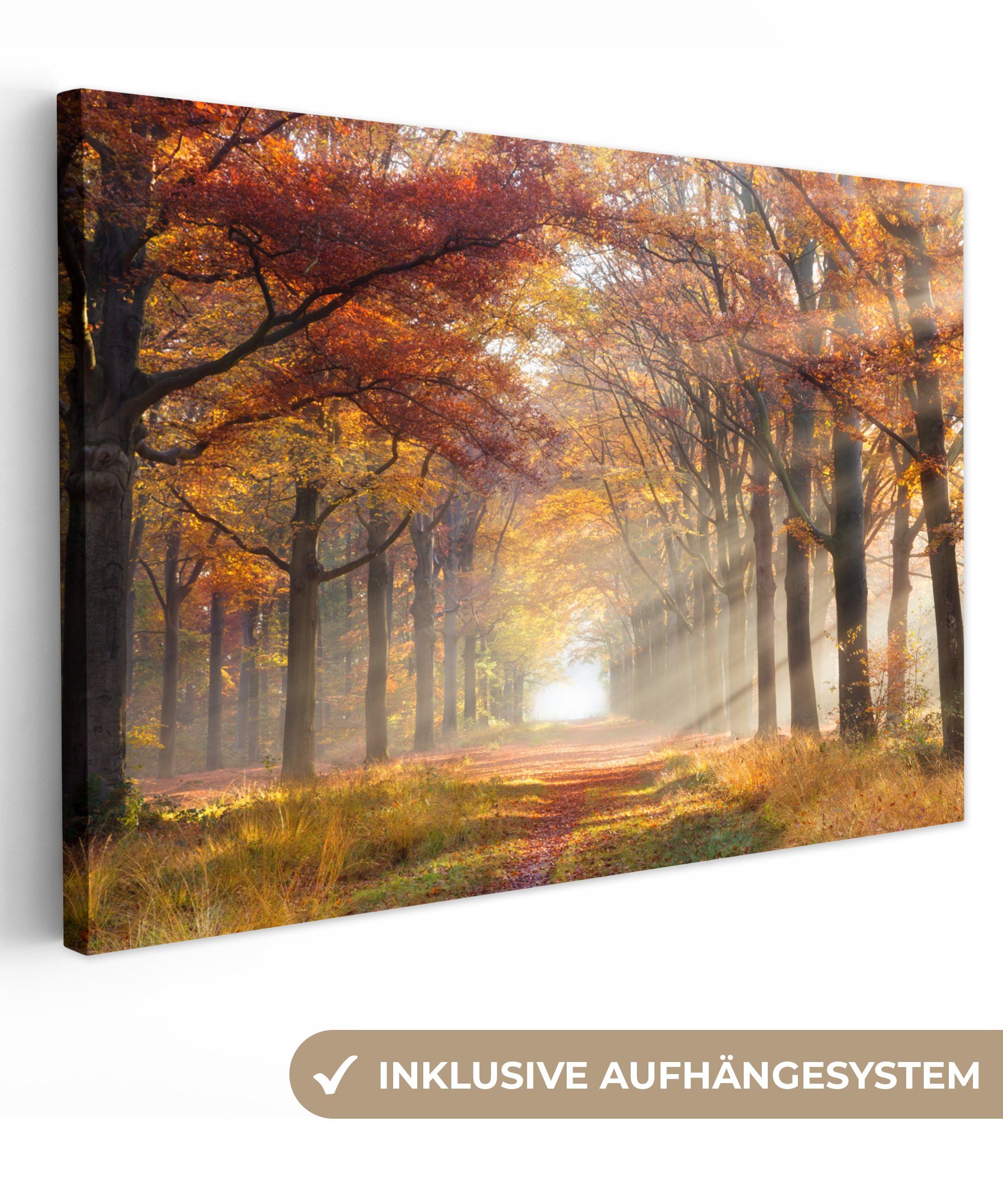 OneMillionCanvasses® Leinwandbild Herbst - Wald - günstig online kaufen