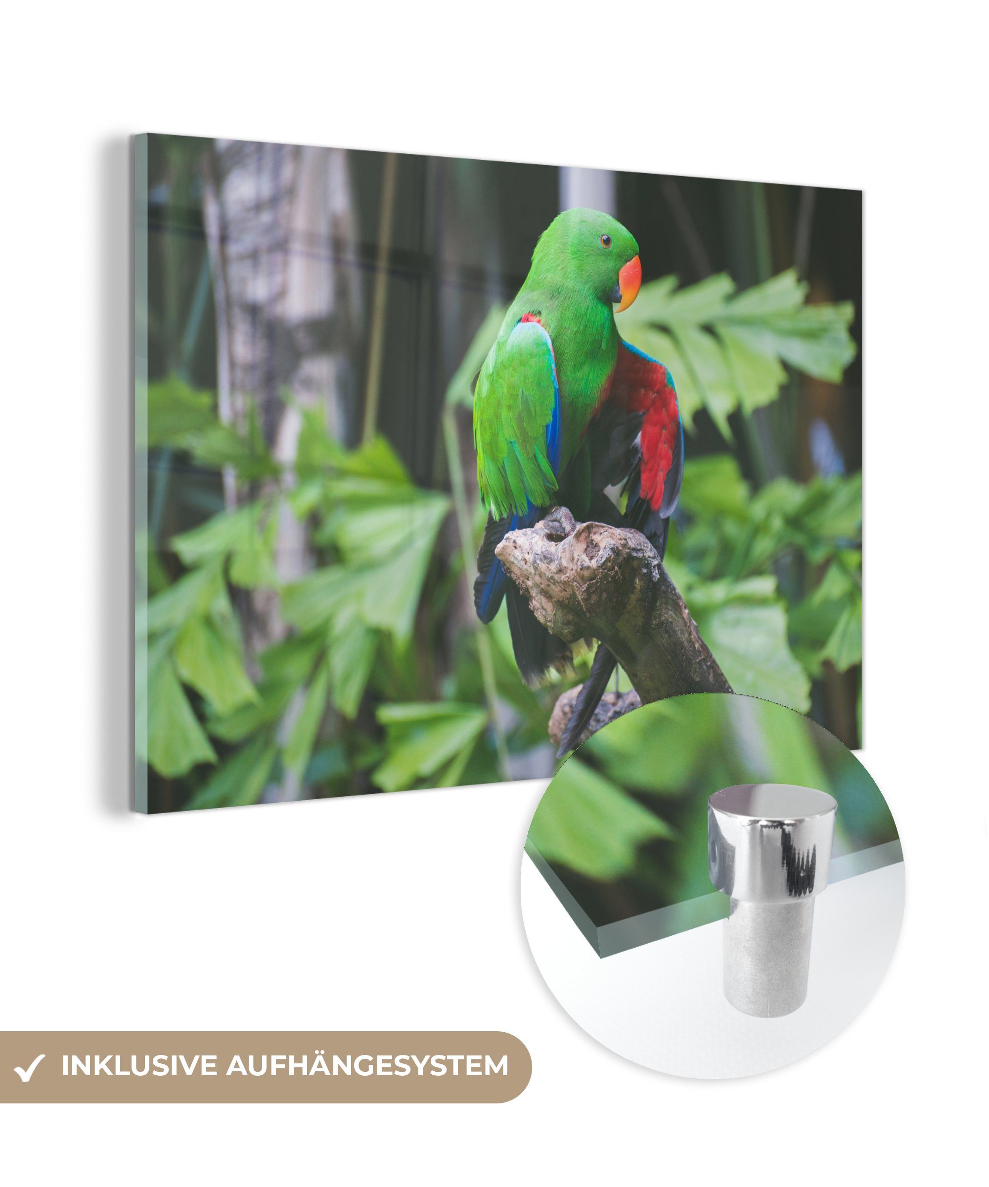 MuchoWow Acrylglasbild Vogel - Papagei Acrylglasbilder Grün, Wohnzimmer & - Schlafzimmer St), (1