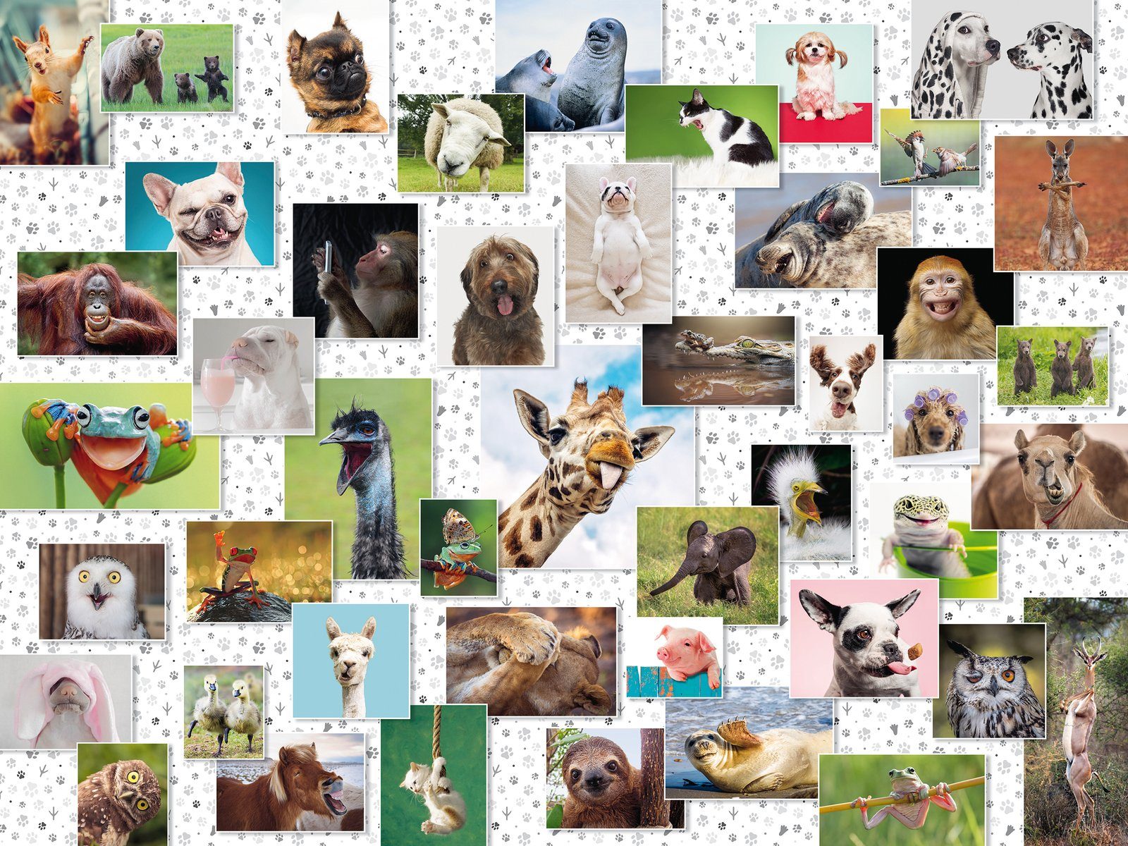 Animals 1500 weltweit Funny Puzzleteile, - Made - Ravensburger Wald schützt Germany, Puzzle Collage, in FSC®