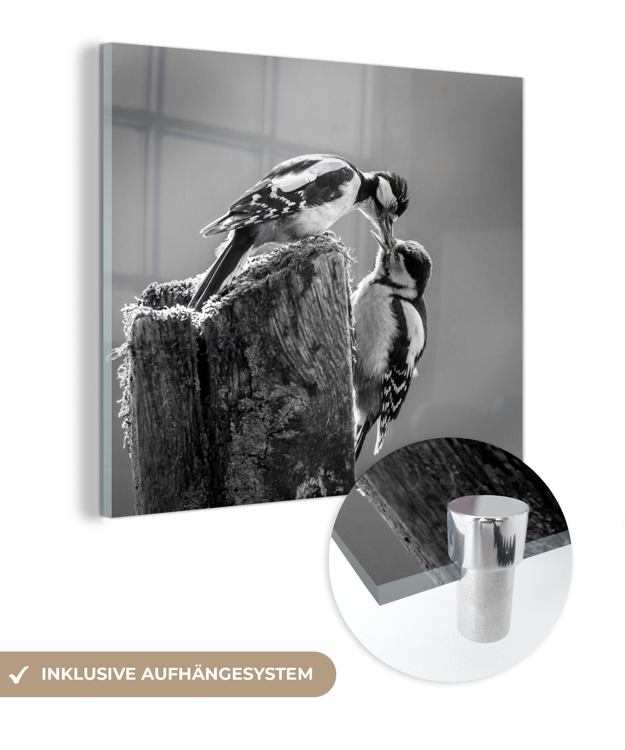 Jungen Glas Wanddekoration schwarz - - auf auf weiß, füttert (1 - Eine Bilder St), - MuchoWow und Acrylglasbild Buntspechtmutter Glasbilder Foto ihre Wandbild Glas