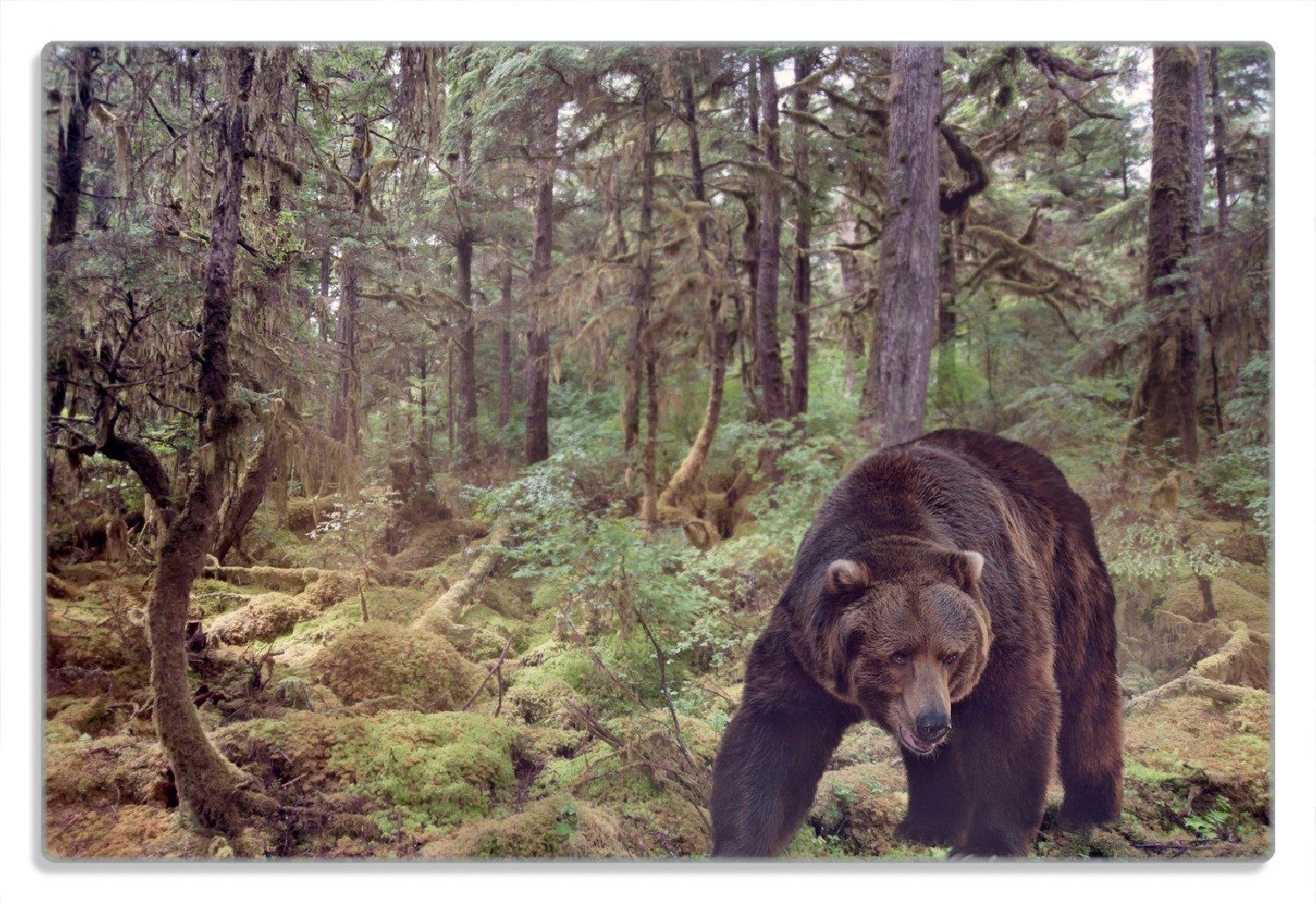 20x30cm 1-St), rutschfester (inkl. Gummifüße Grizzlybär 4mm, Gefährlicher im Wallario Frühstücksbrett Wald,