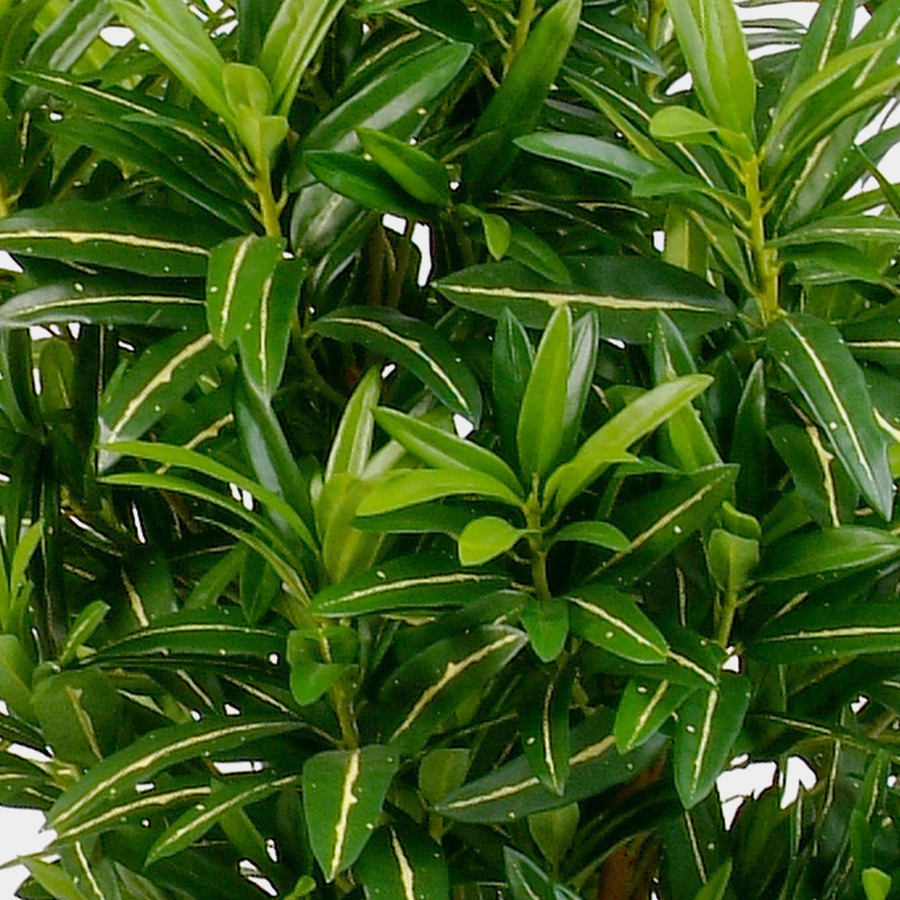 Kunstbaum Künstlicher Goldfinger Baum, 1100 Blätter, grün, 105cm Longifolia, artplants, Höhe 105.0 cm