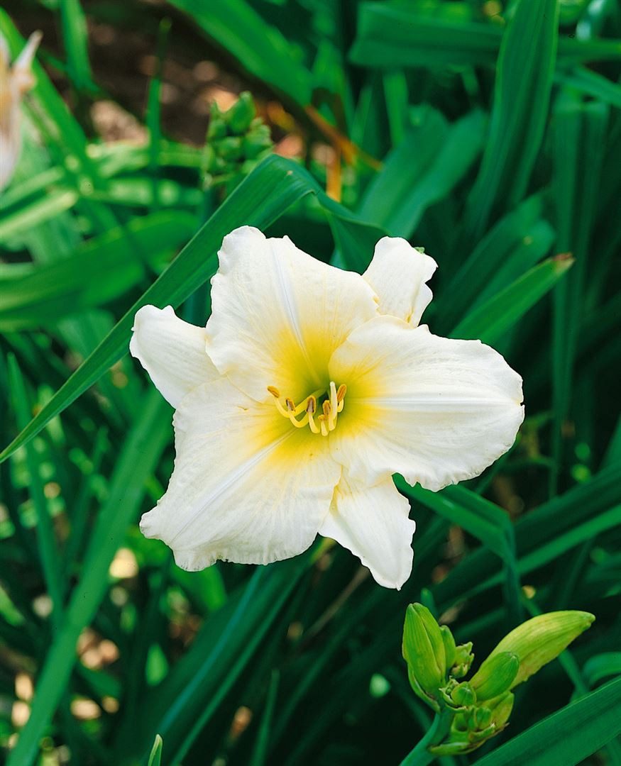 Pflanzen für Dich Staude Hemerocallis 'Serena Madonna', 1 St., Taglilie